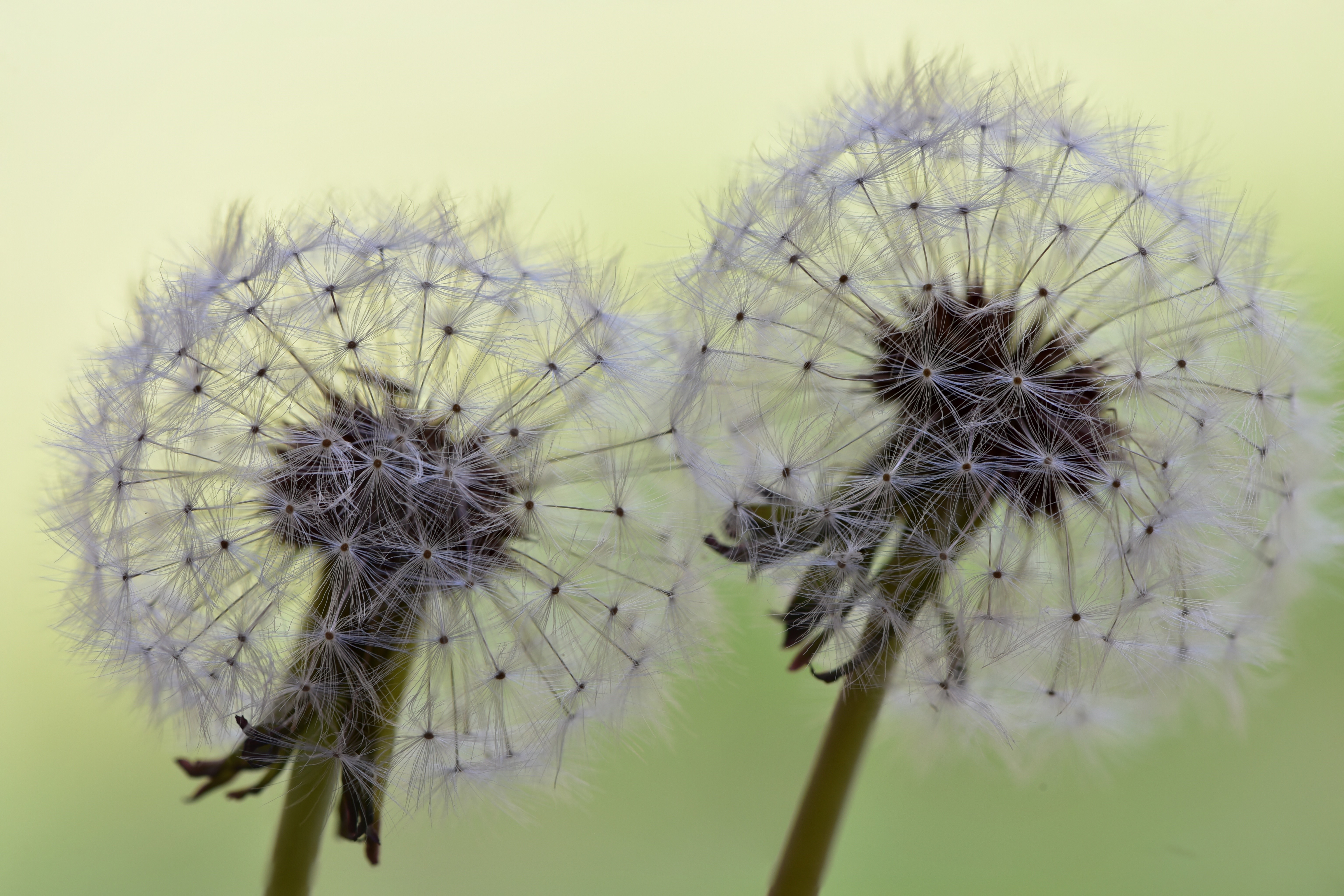 Two Dandelions Closeup HD Wallpaper