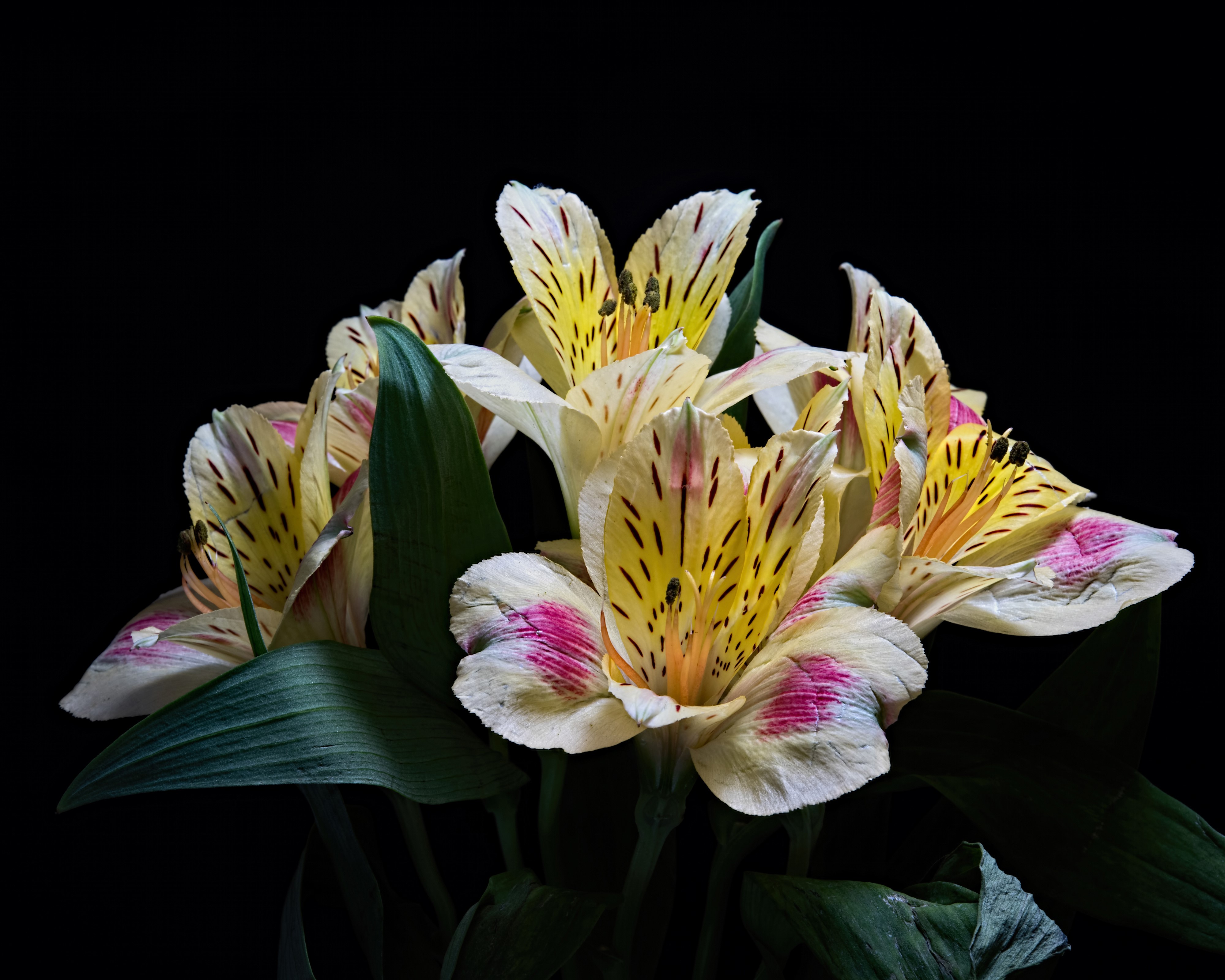 Alstroemeria flowers with black background HD Wallpaper