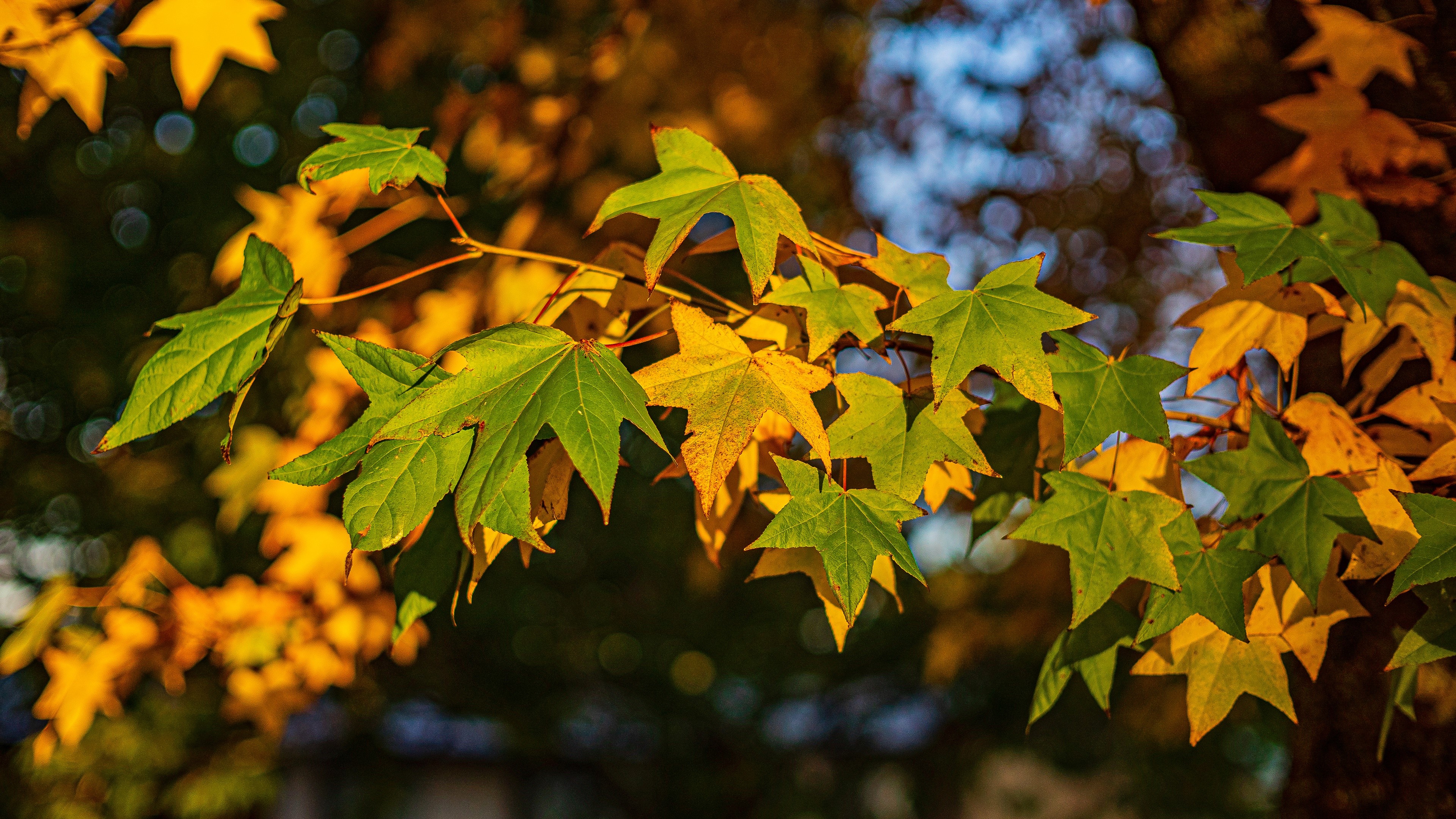 Autumn Maple Leaves on Branches HD Wallpaper