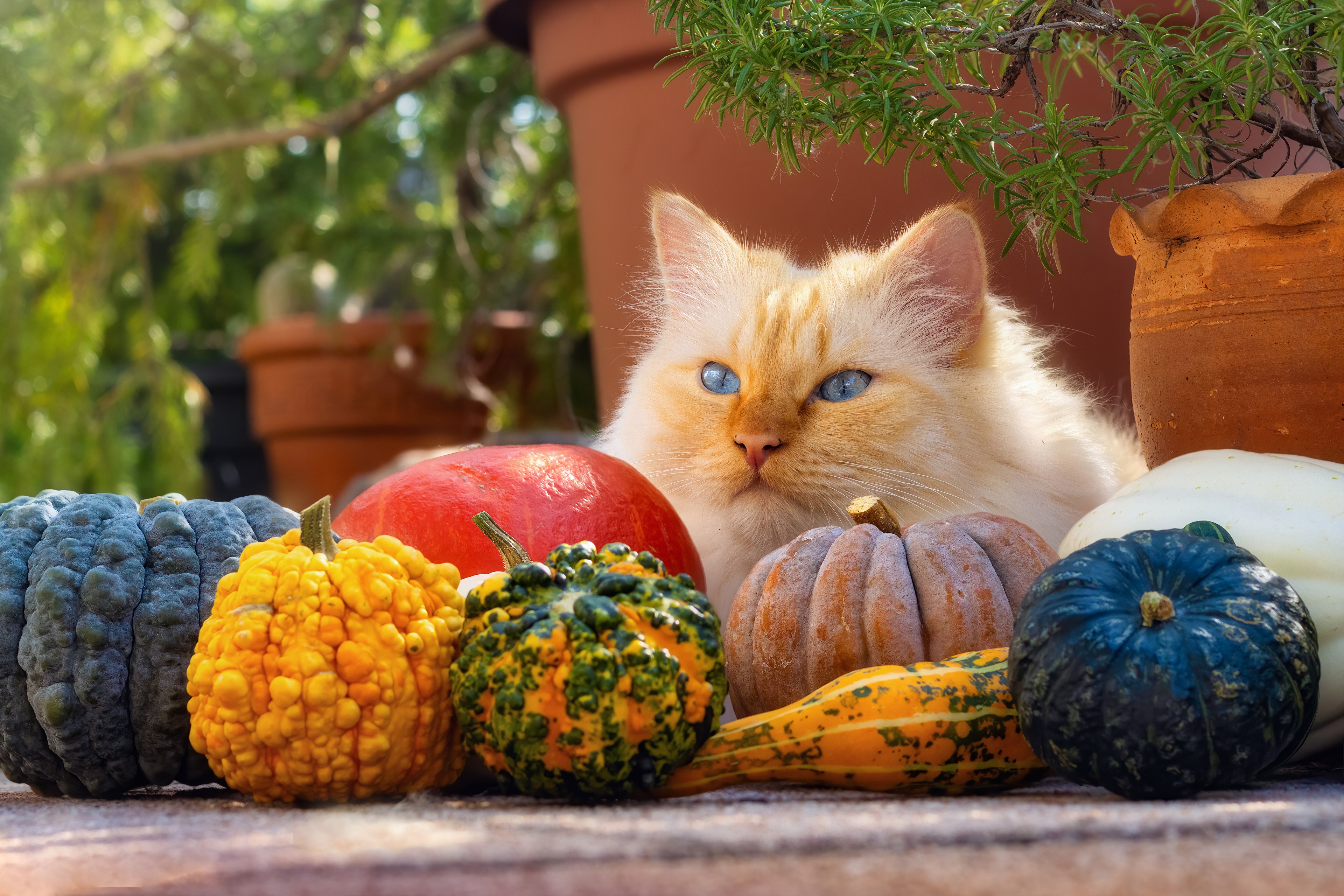 Cat with Blue Eyes and Pumpkins HD Wallpaper