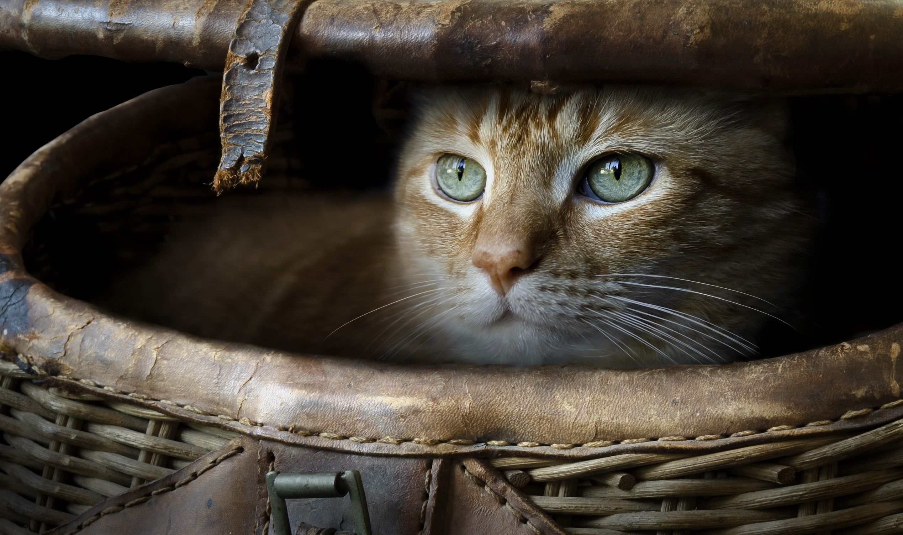 Orange cat peeking out of a wicker basket HD Wallpaper