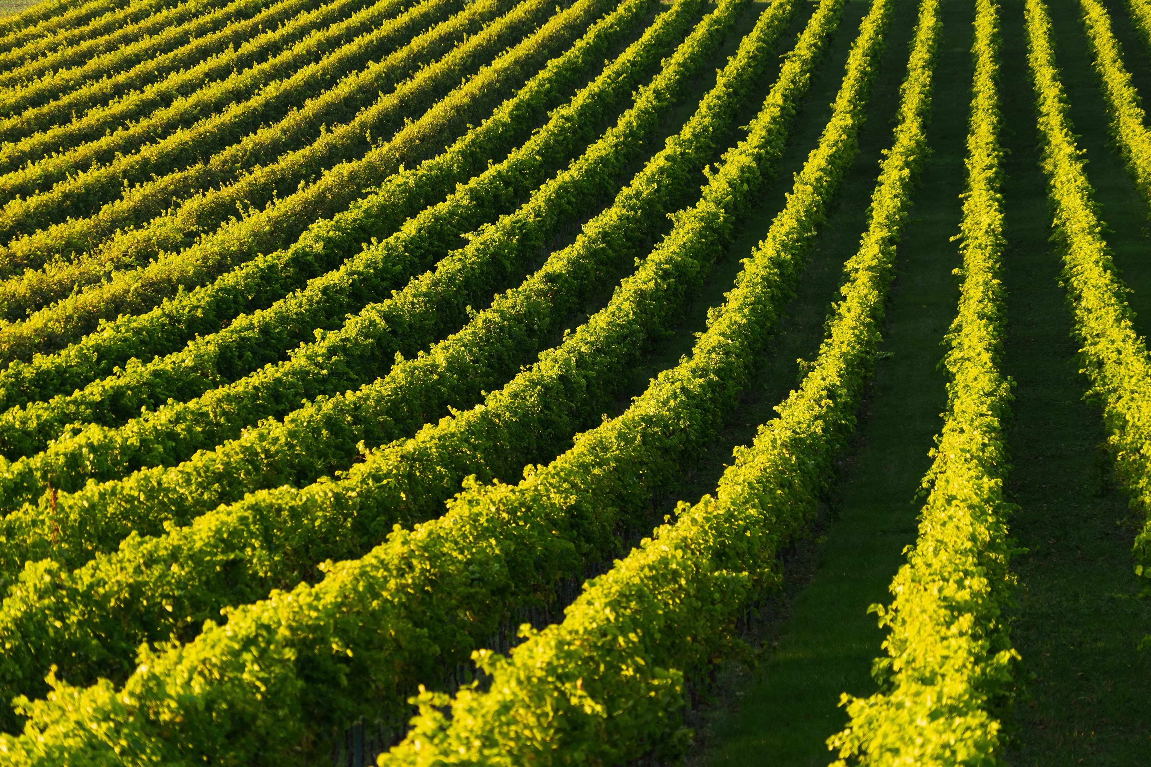 Vineyard rows under sunlight HD Wallpaper