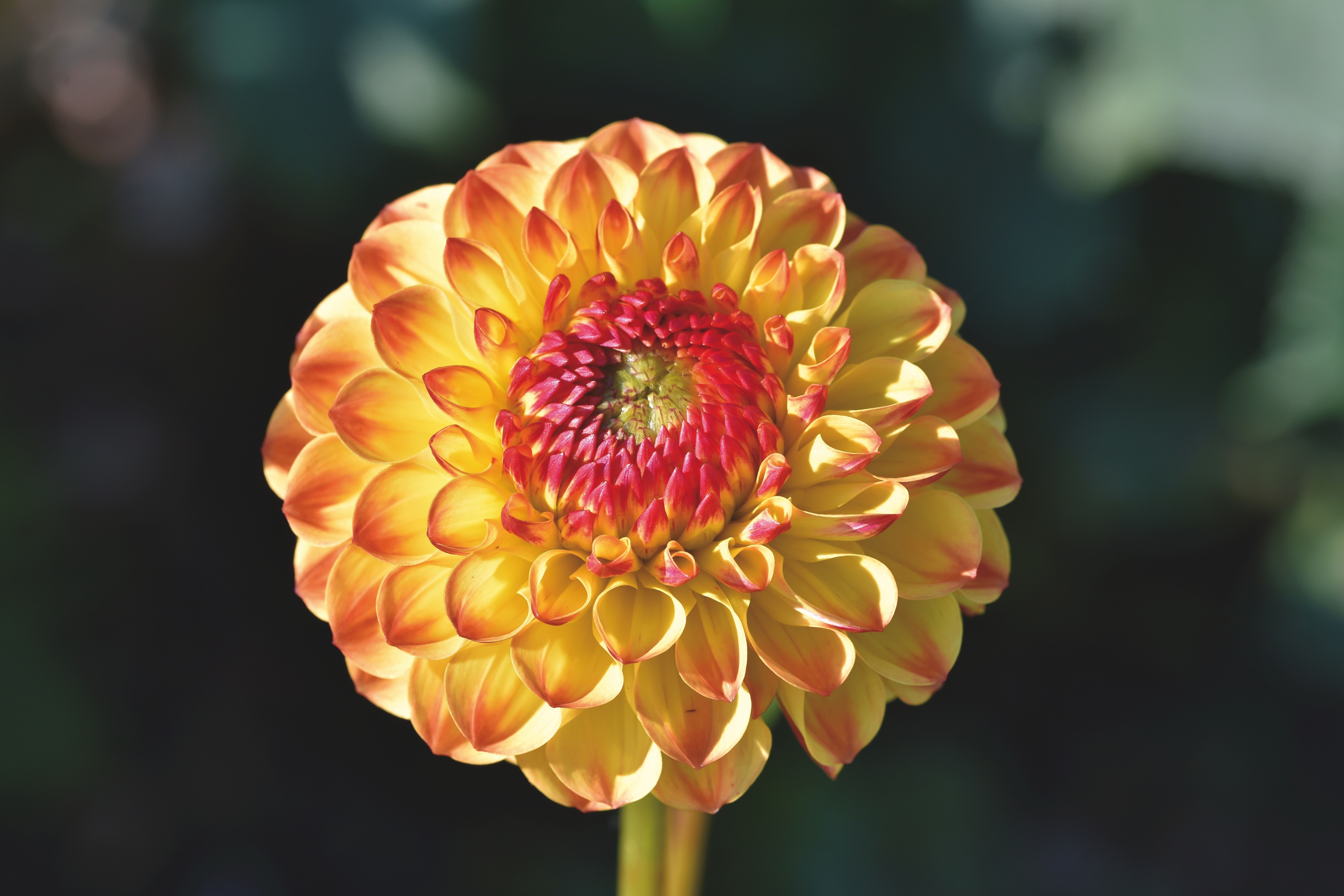 Dahlias flower closeup with bokeh HD Wallpaper