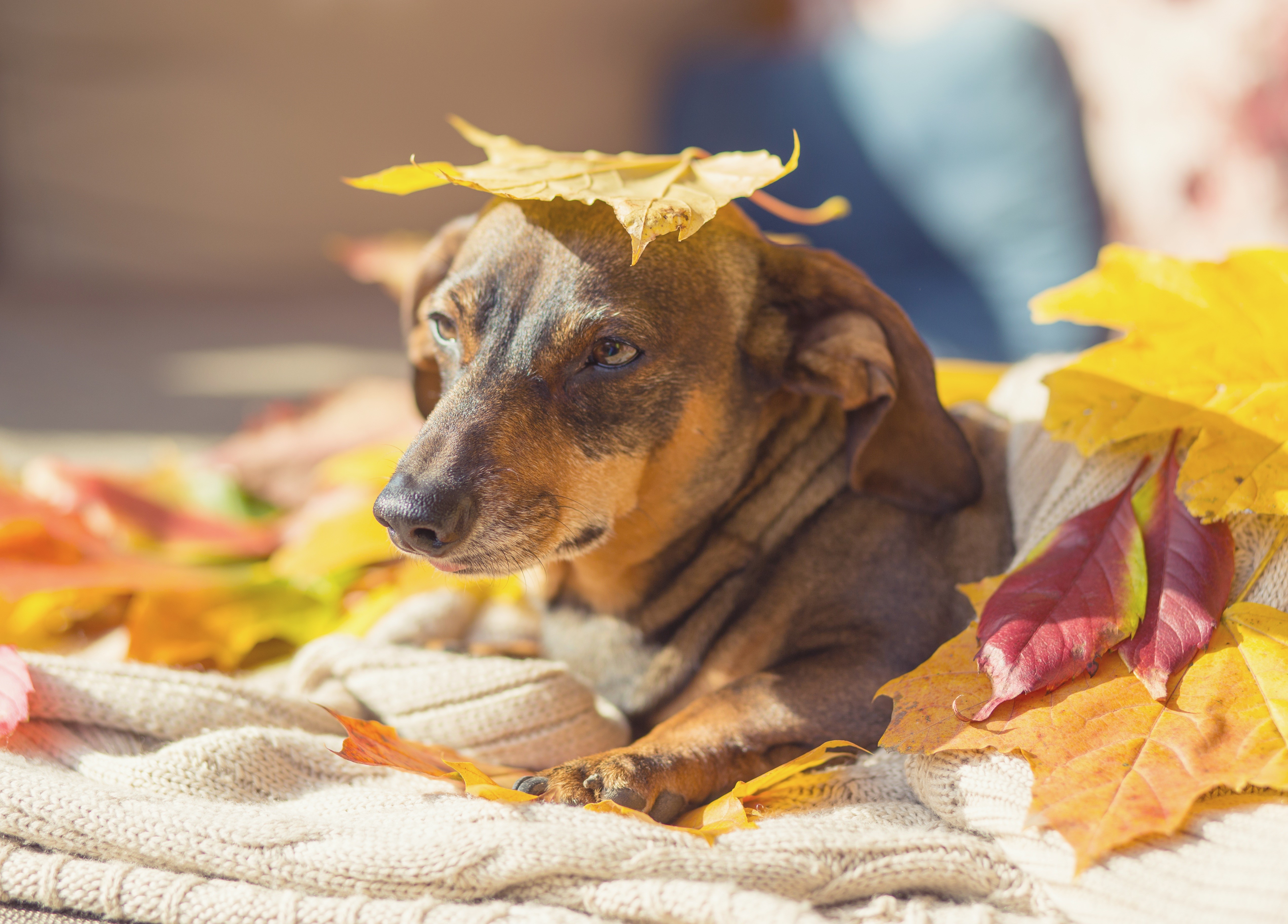Dachshund dog with autumn leaves on a blanket HD Wallpaper