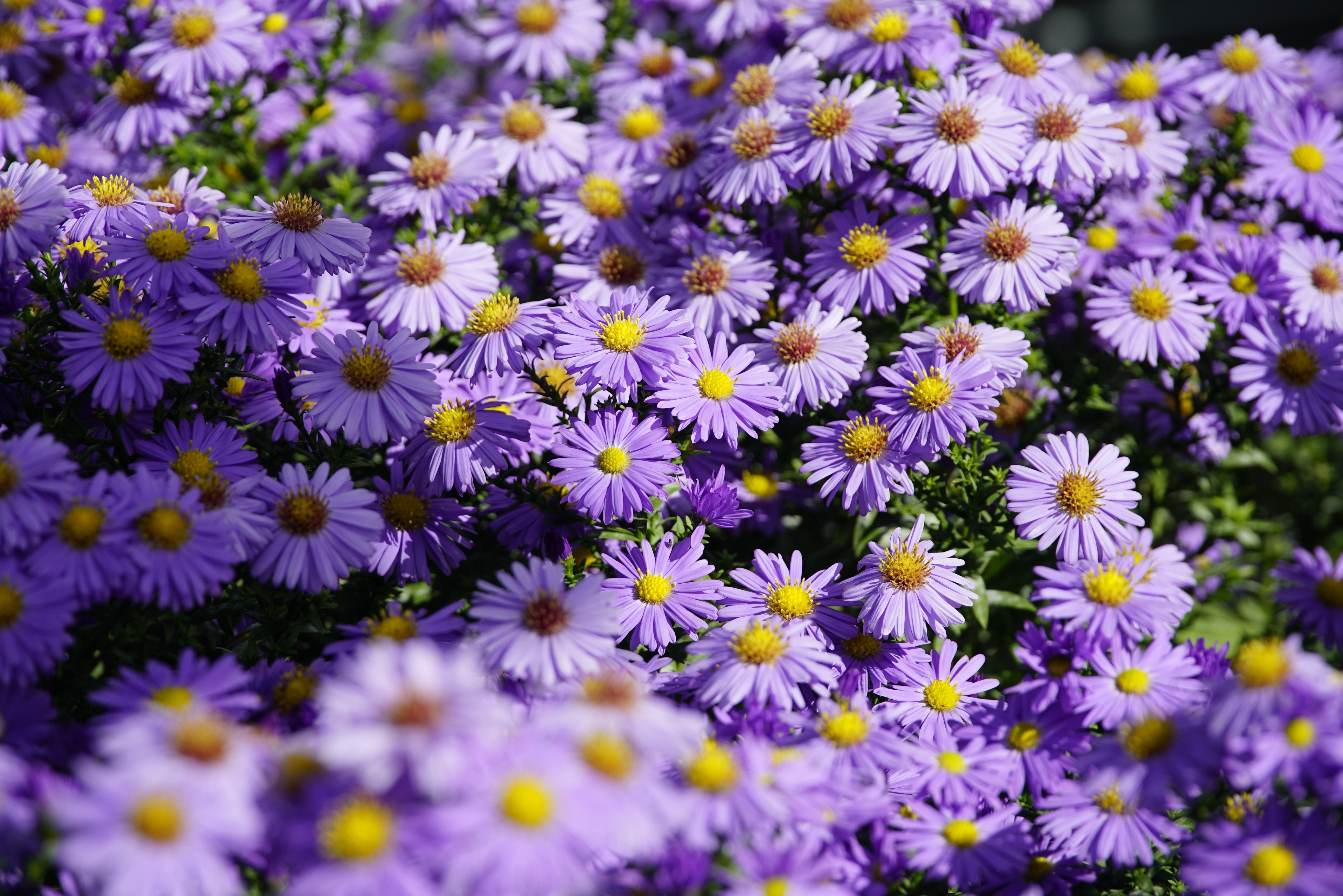 Many violet Shrub Aster flowers HD Wallpaper