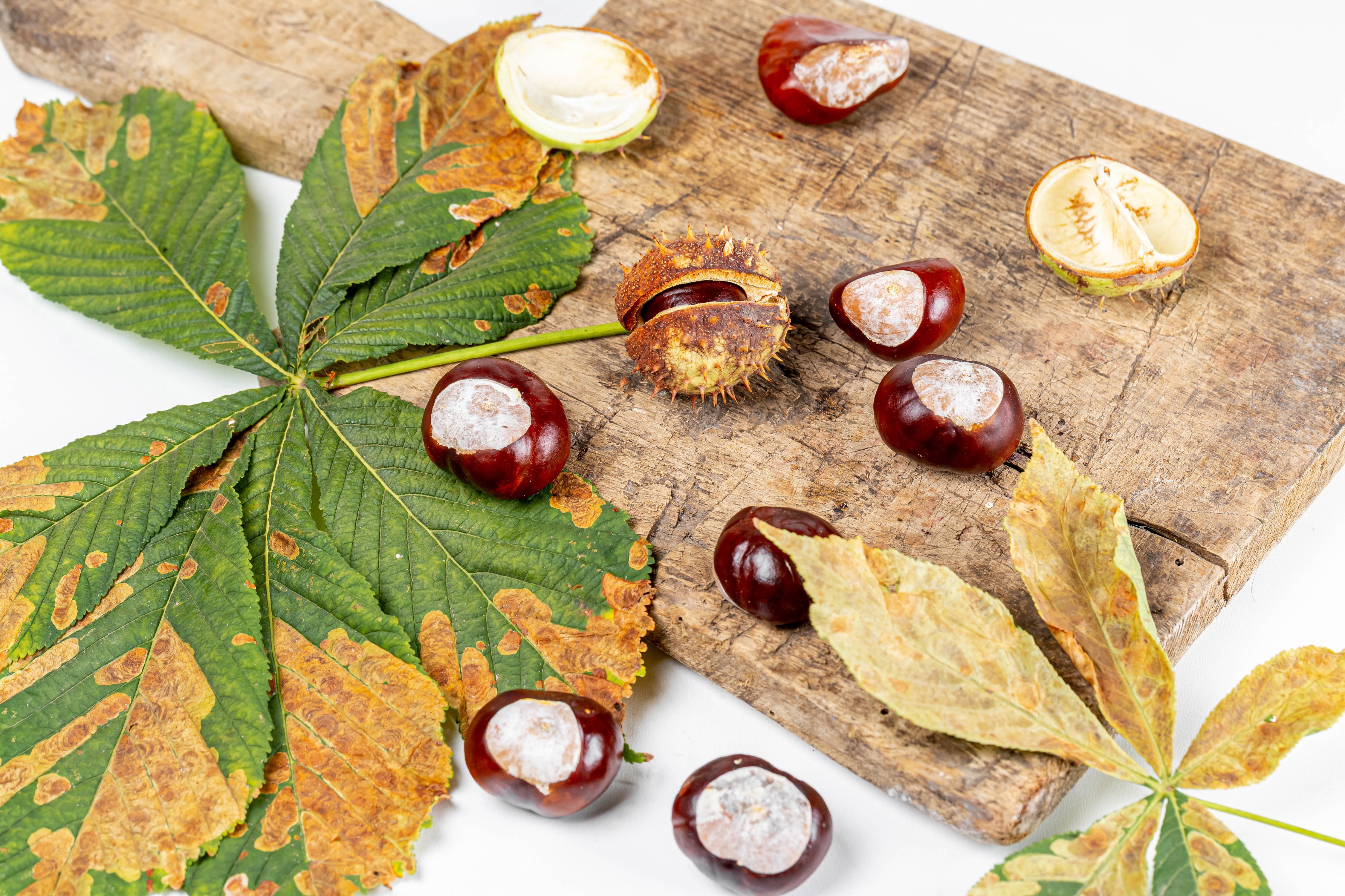 Chestnuts and autumn leaves on a cutting board HD Wallpaper
