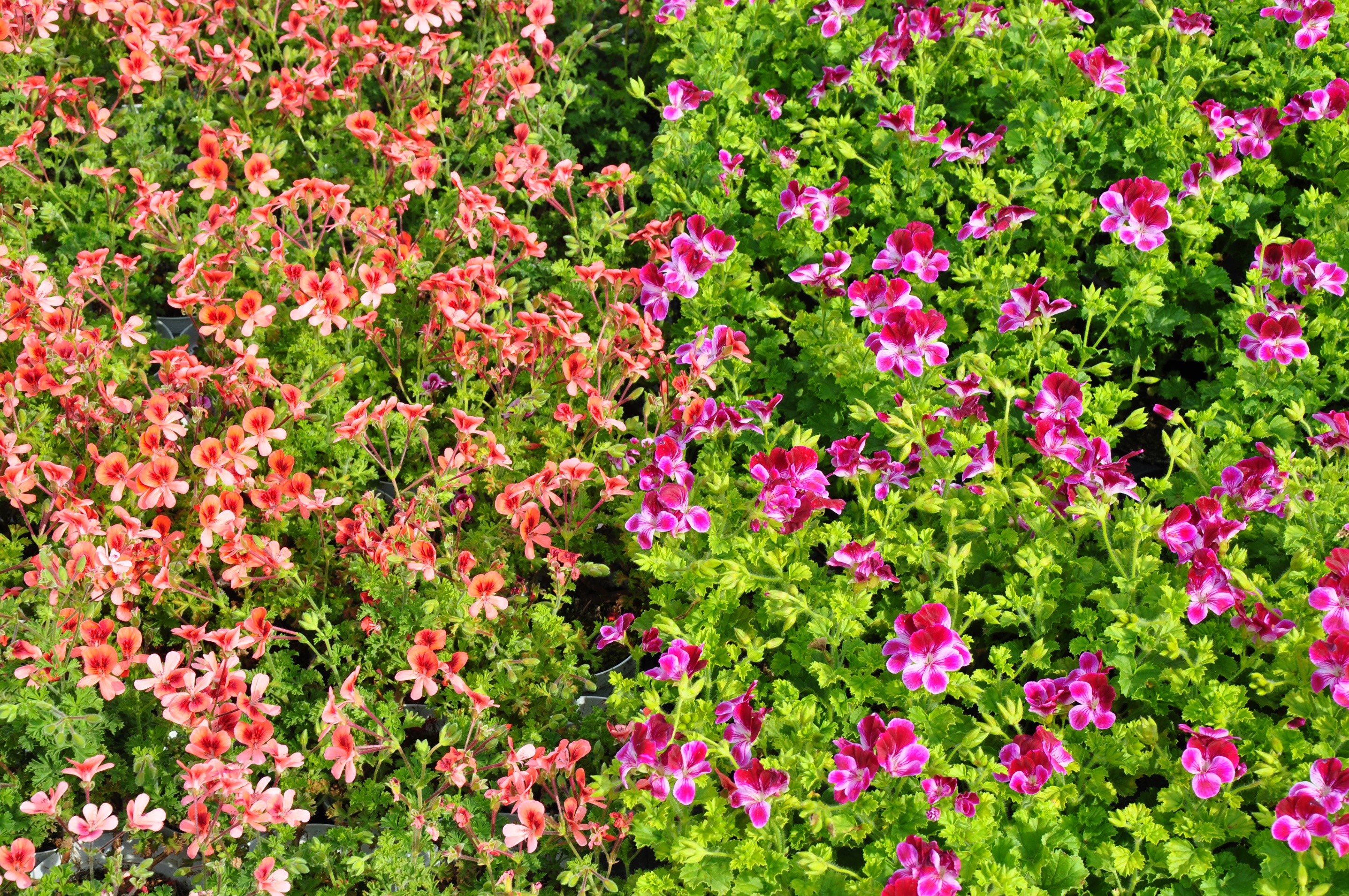 Vibrant Pelargonium Flowers in Bloom HD Wallpaper