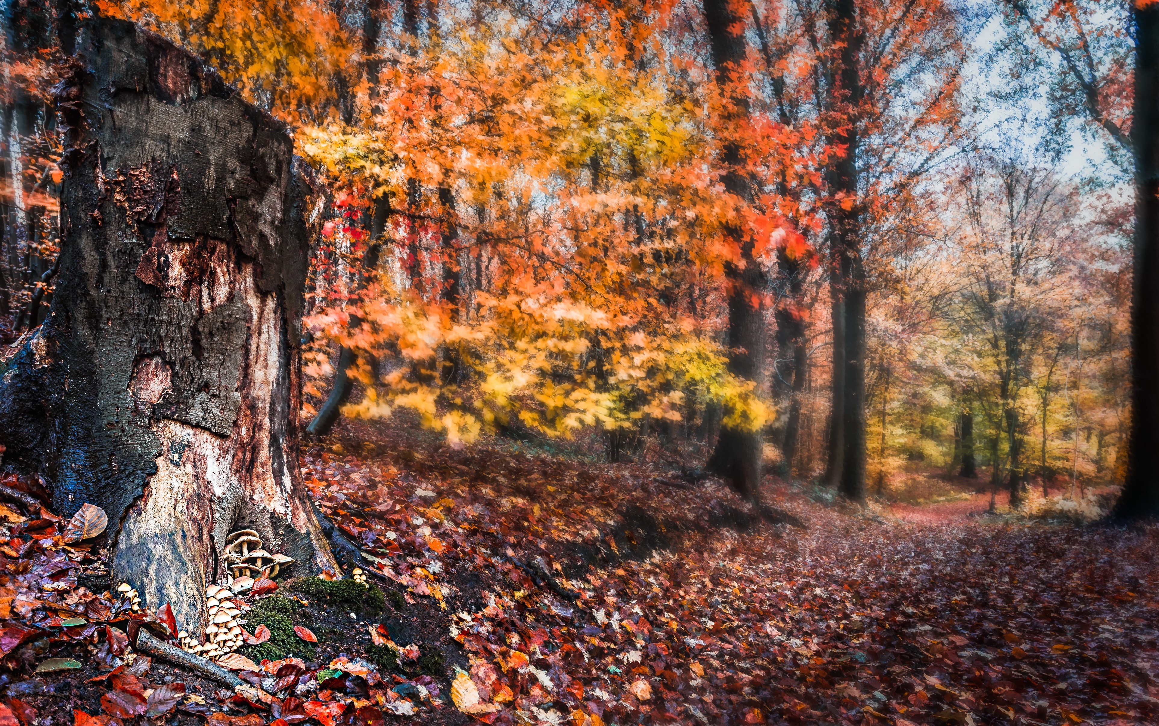 4K Autumn Forest with Tree Stump and Foliage HD Wallpaper