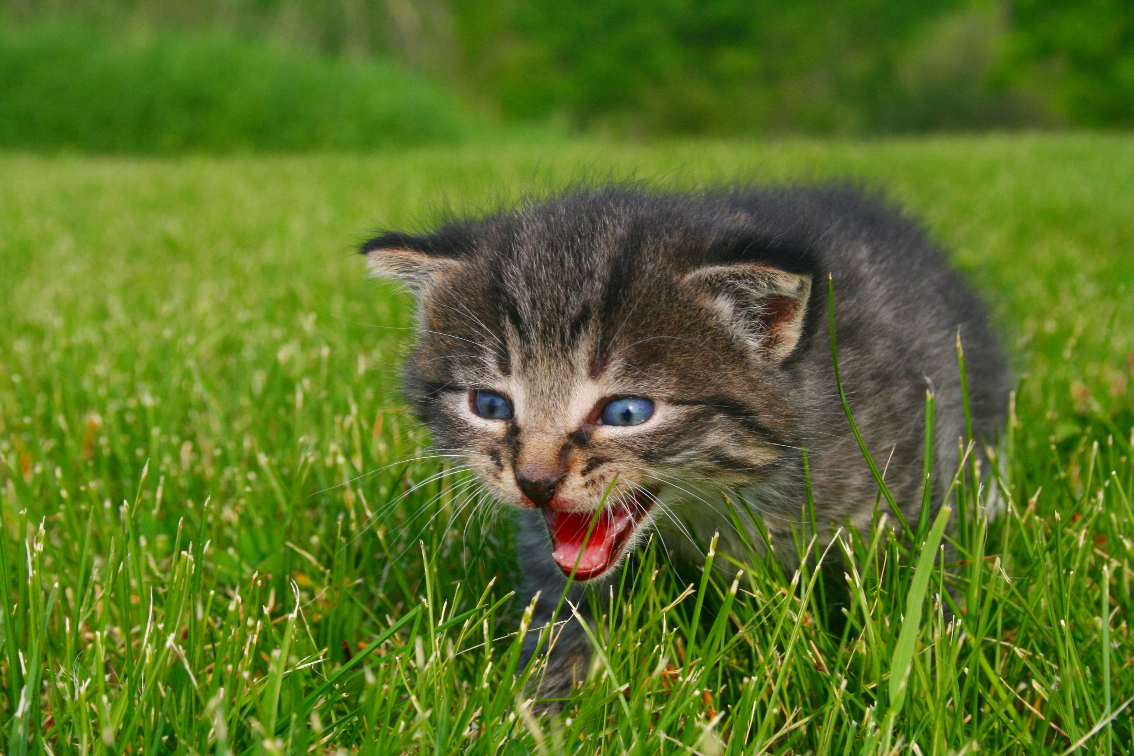 Kitten with blue eyes in grass HD Wallpaper