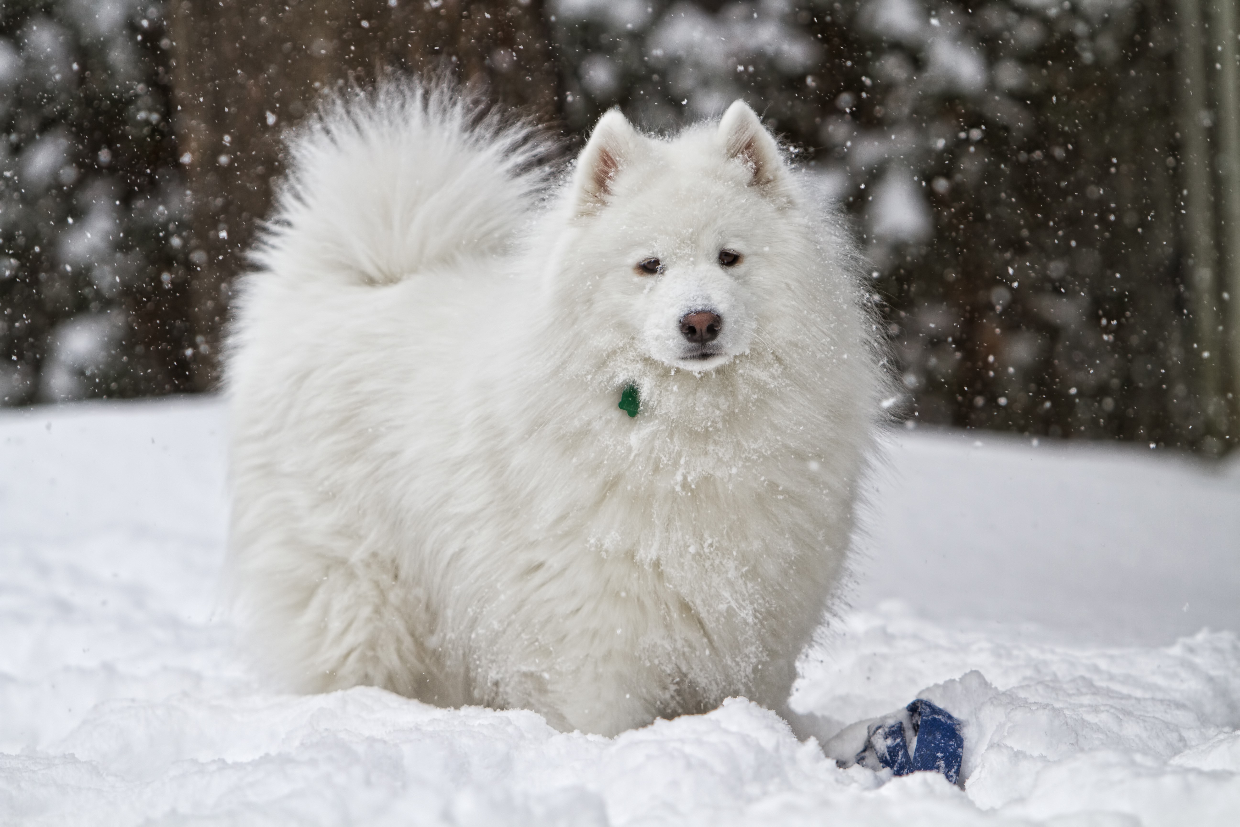 Samoyed dog in the snow HD Wallpaper