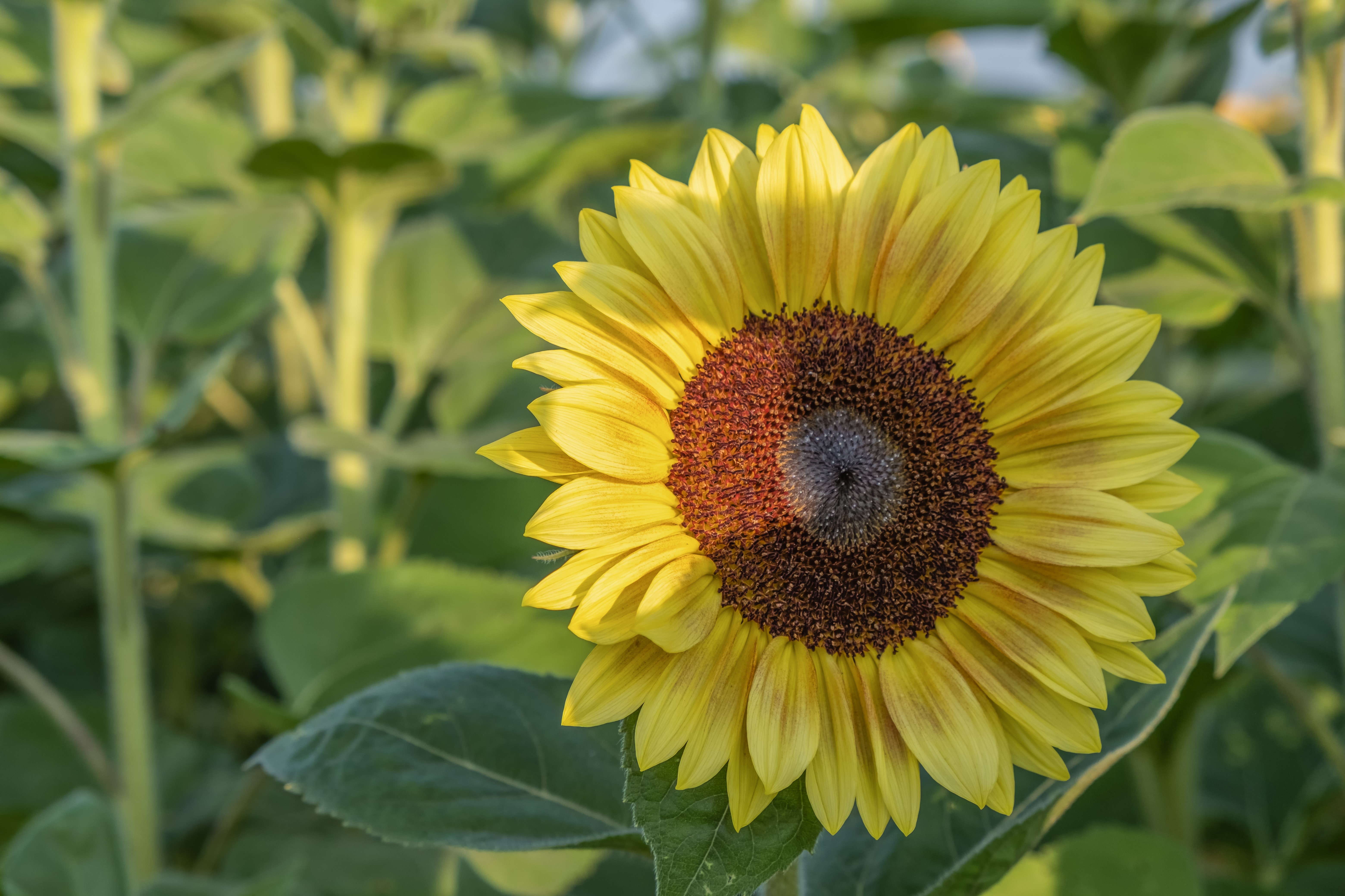 Closeup of a Sunflower in a Field HD Wallpaper