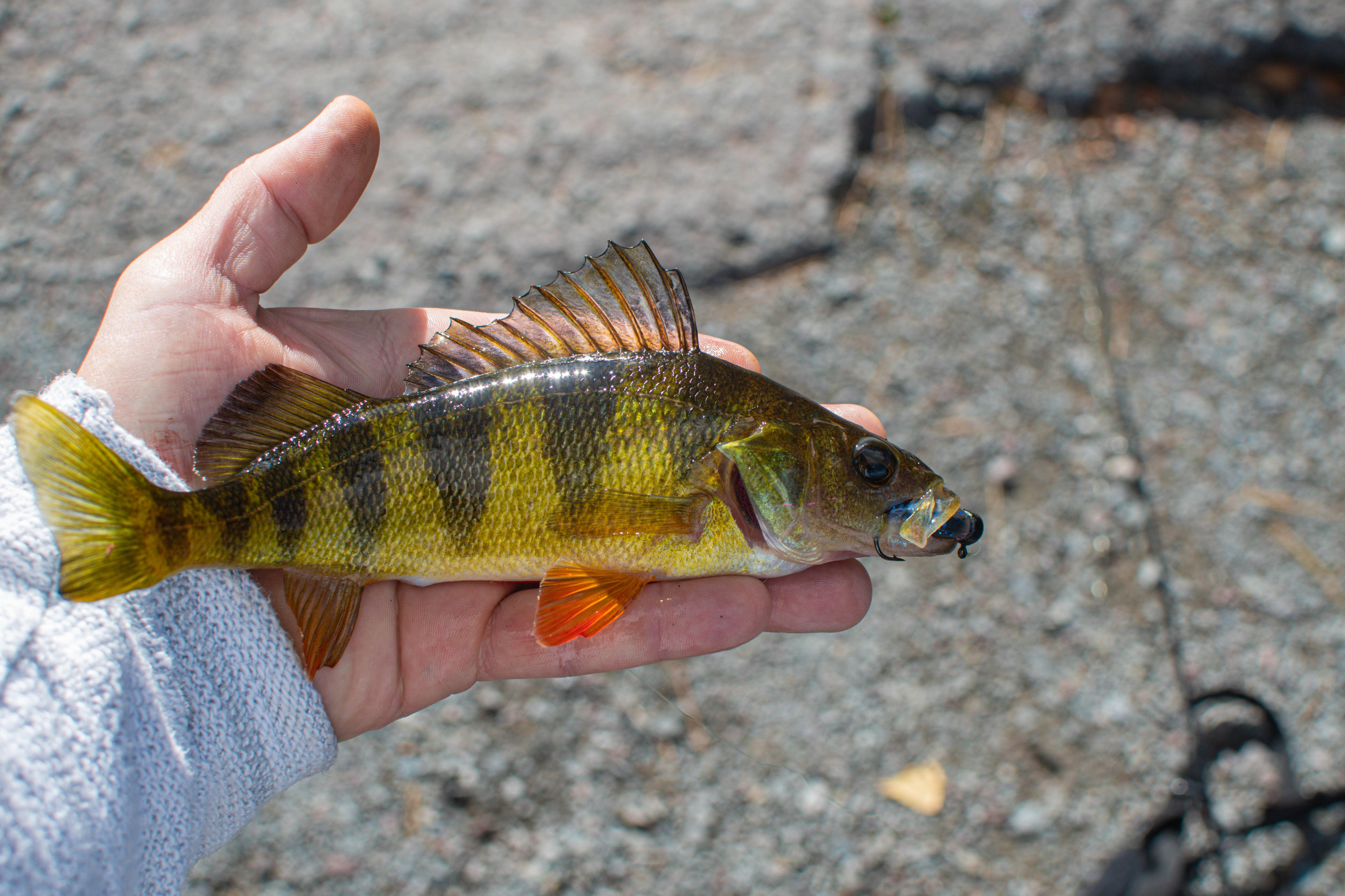 Perch fish held in hand HD Wallpaper