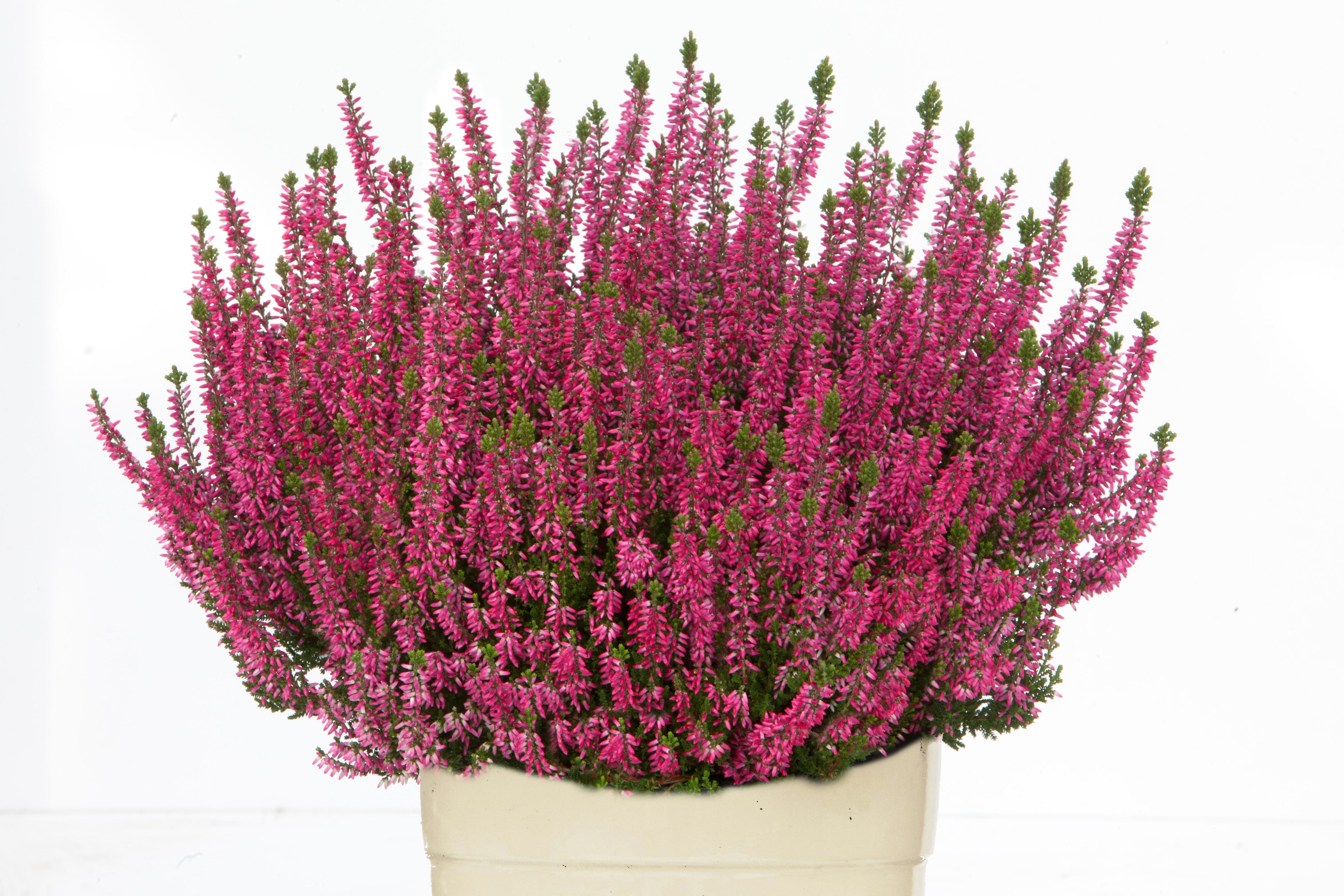 Calluna heather plant with wine-colored flowers HD Wallpaper