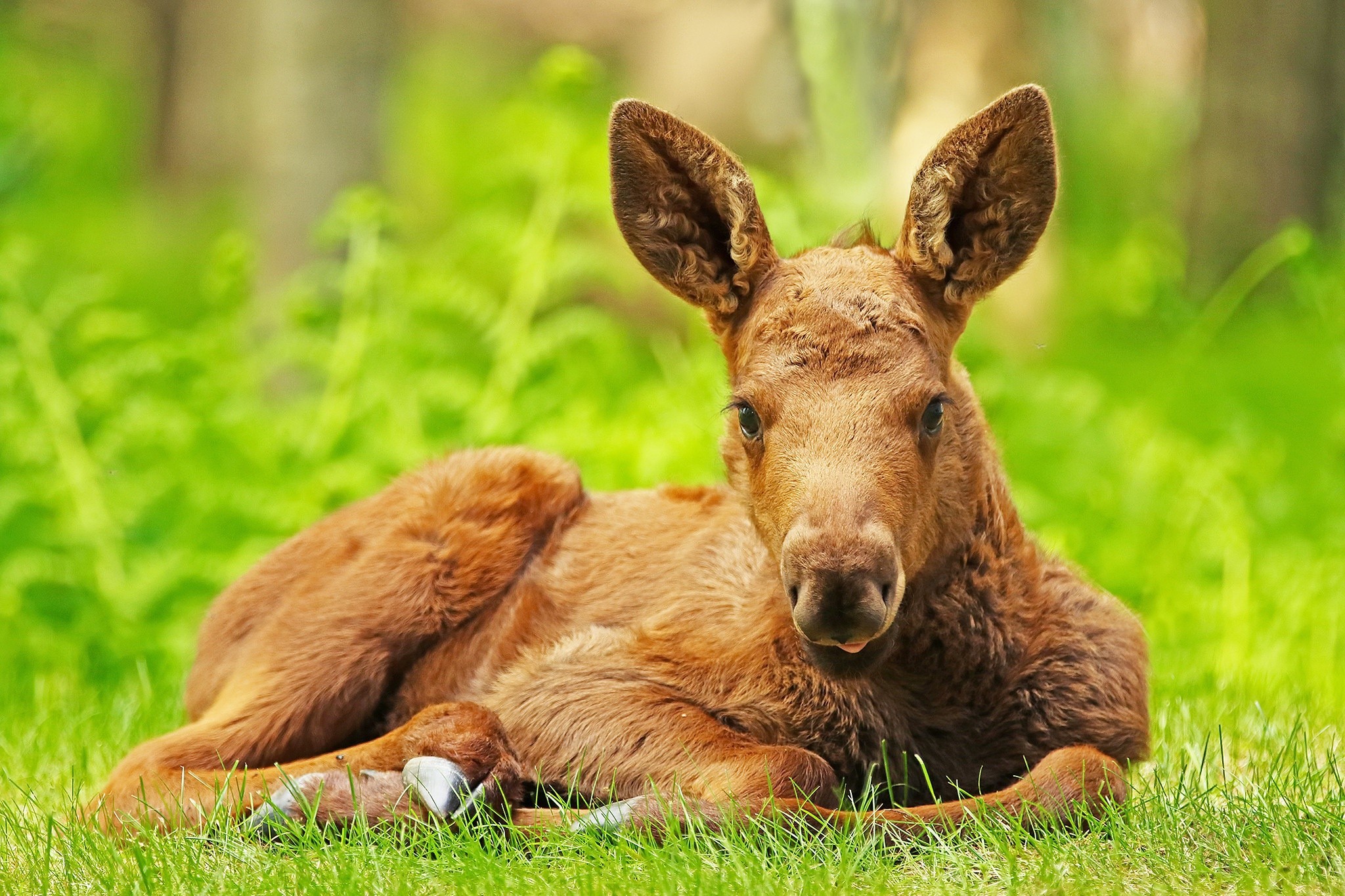 Baby Moose Lying in Green Grass HD Wallpaper