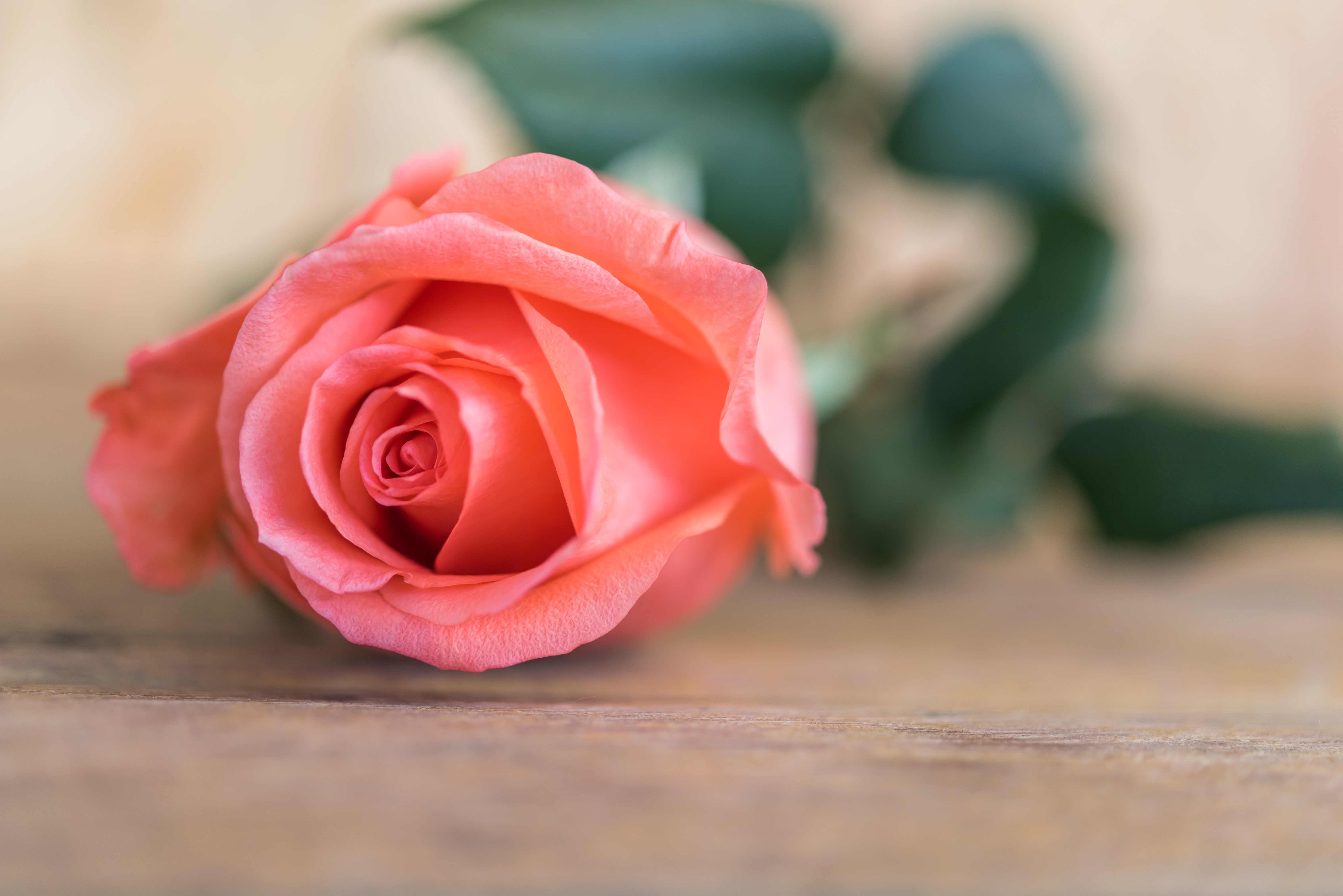Pink Rose on Wooden Surface HD Wallpaper