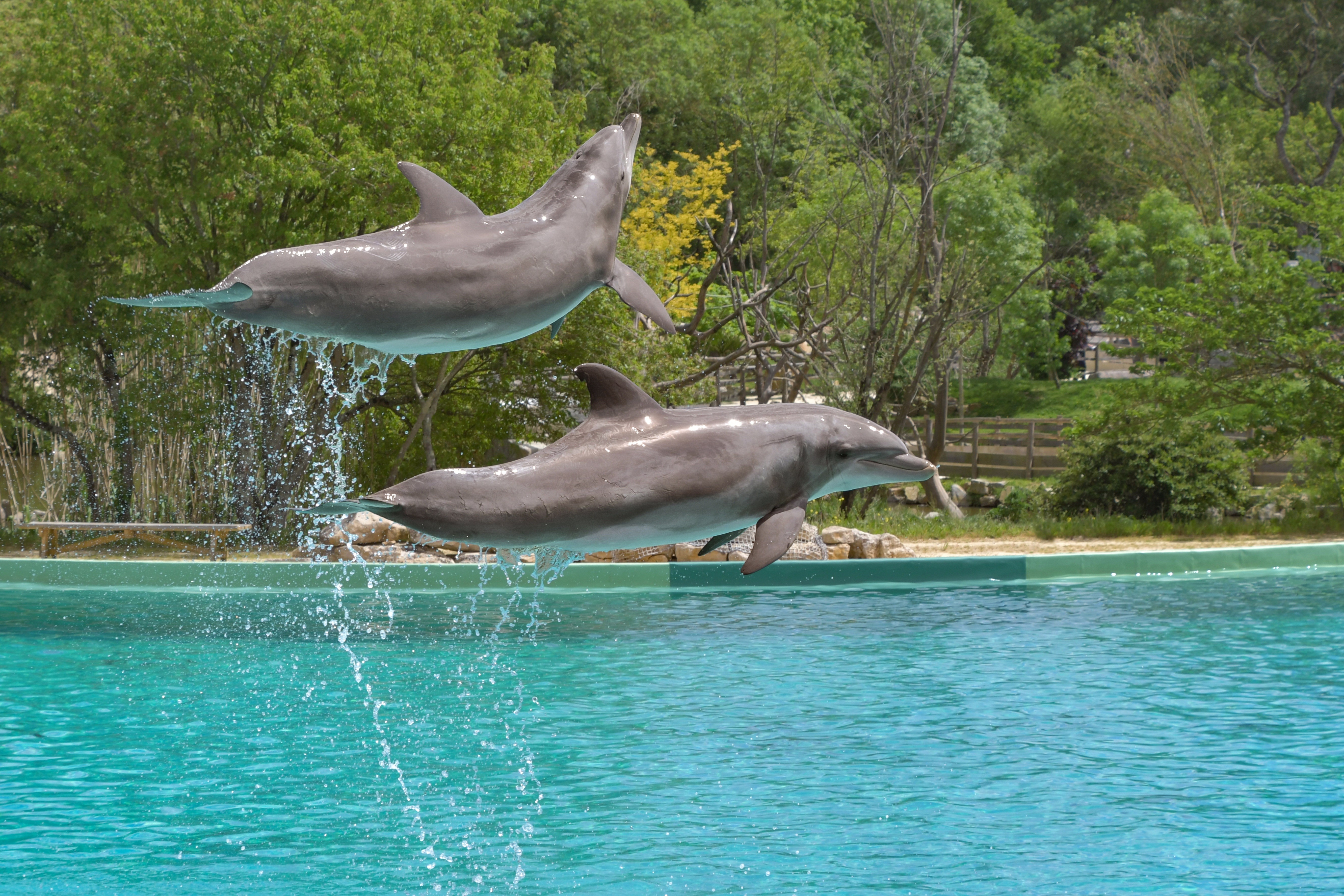 Two dolphins jumping out of the water HD Wallpaper