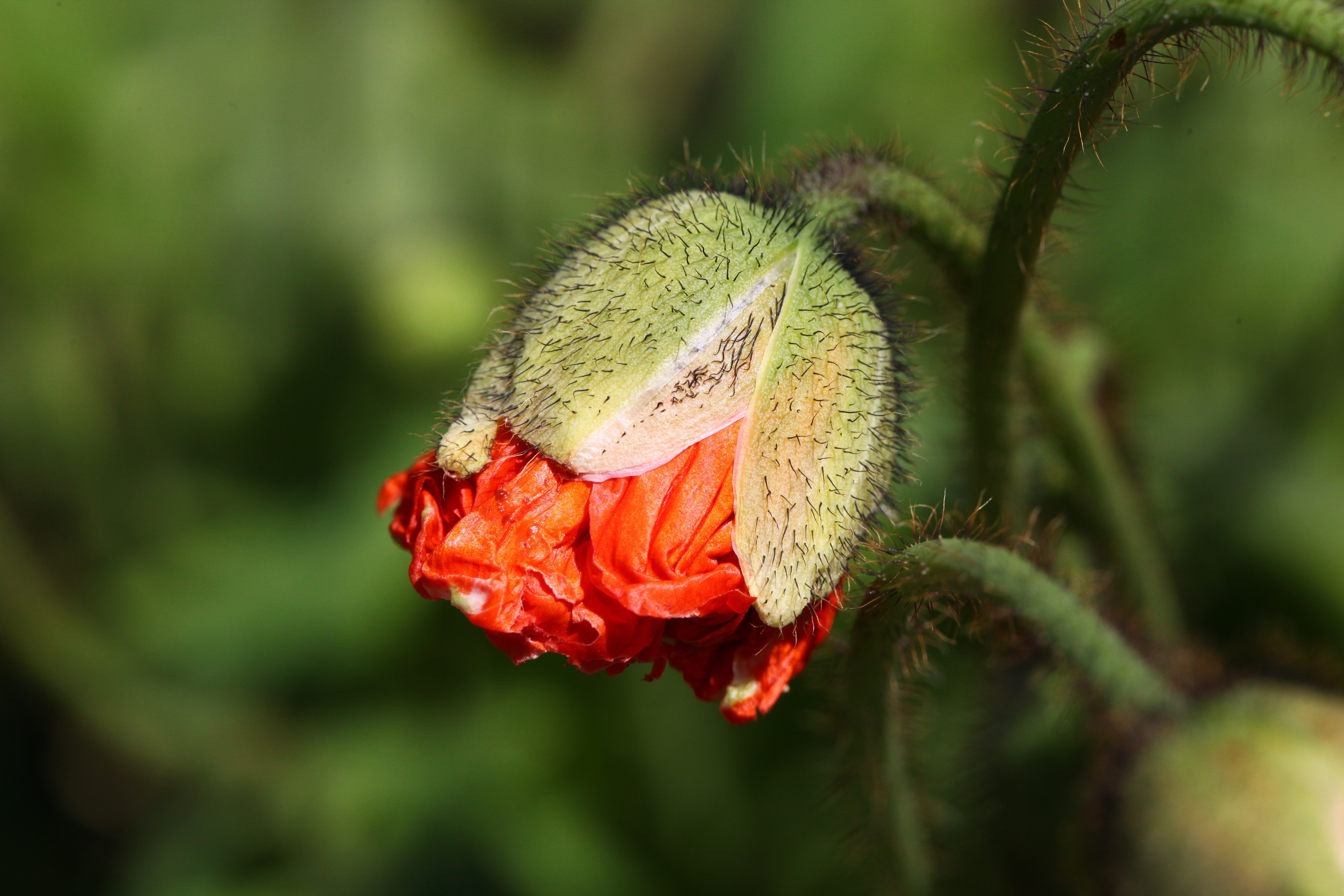 Poppy flower bud with red petals HD Wallpaper