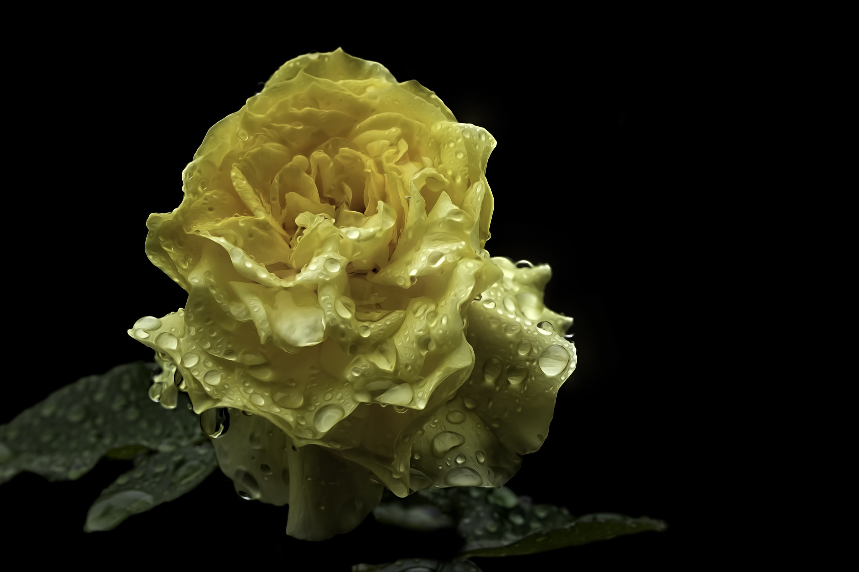 Yellow rose with water drops on black background HD Wallpaper