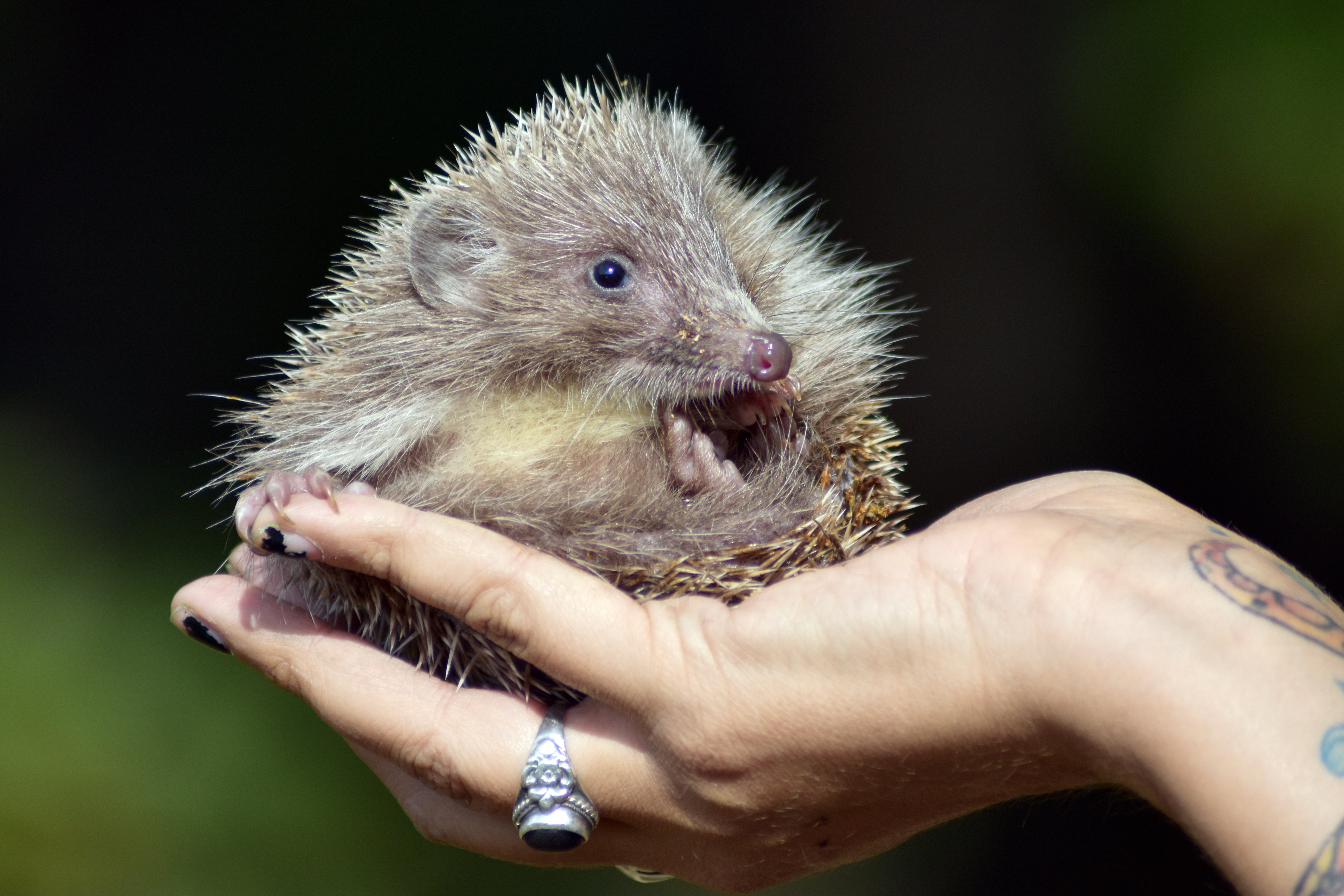Hedgehog held in hands with ring and tattoo HD Wallpaper
