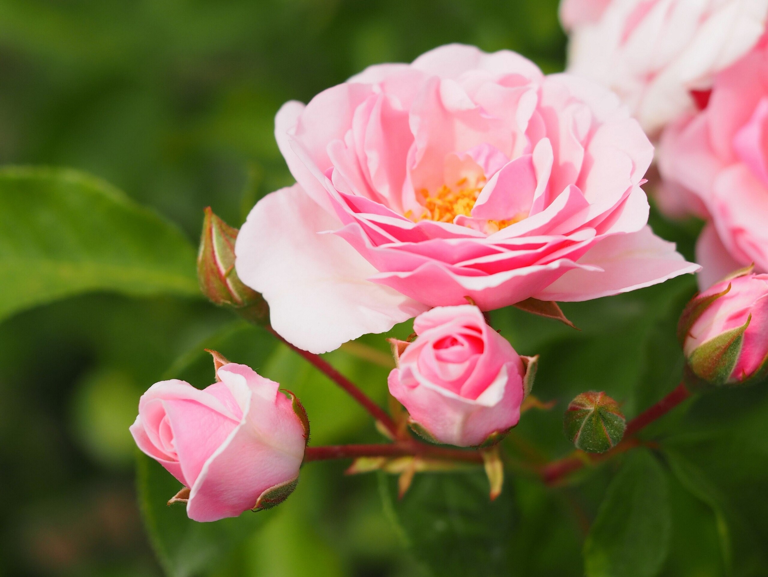 Pink roses and buds in bloom HD Wallpaper