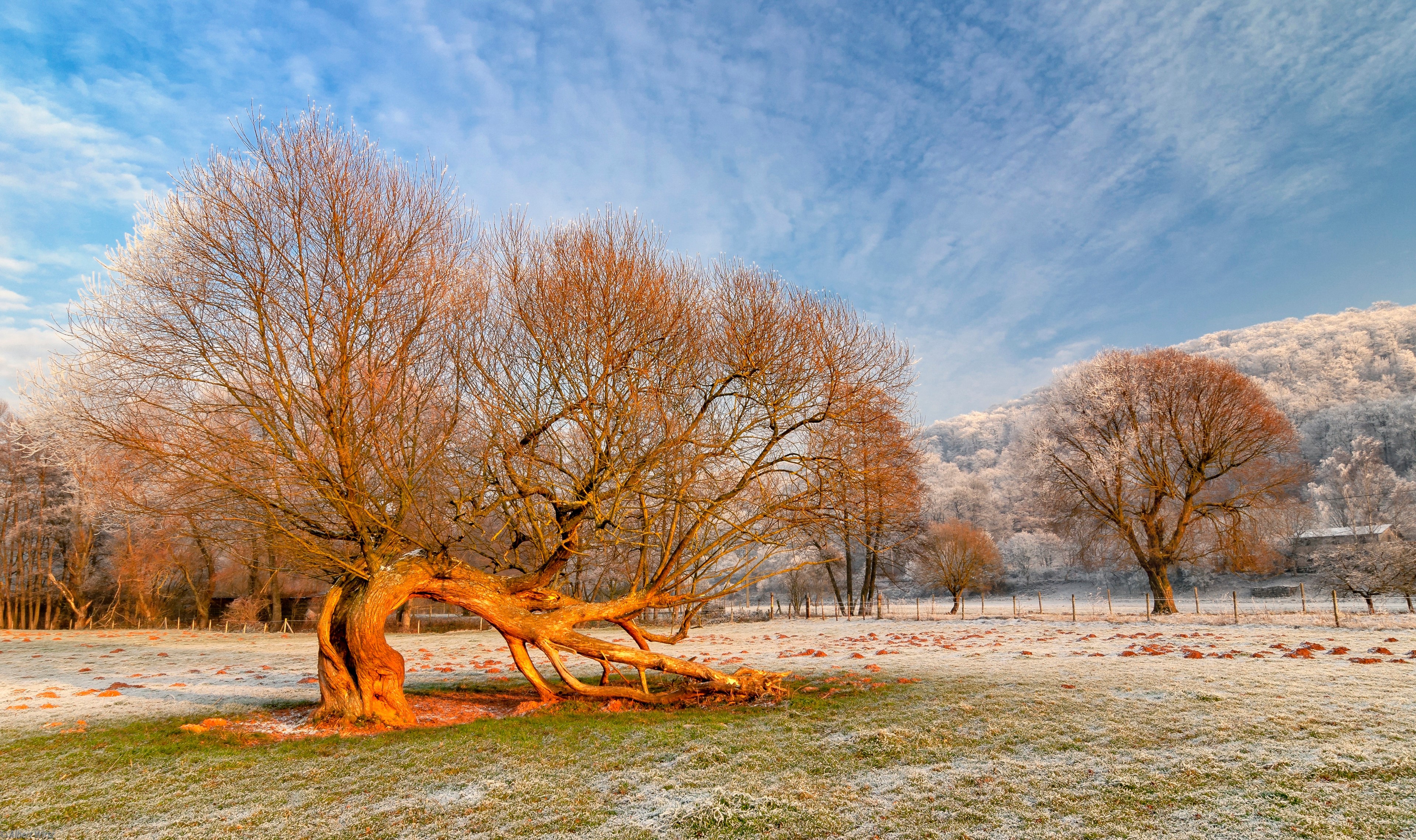 Frosty trees in Rheinland-Pfalz, Germany HD Wallpaper