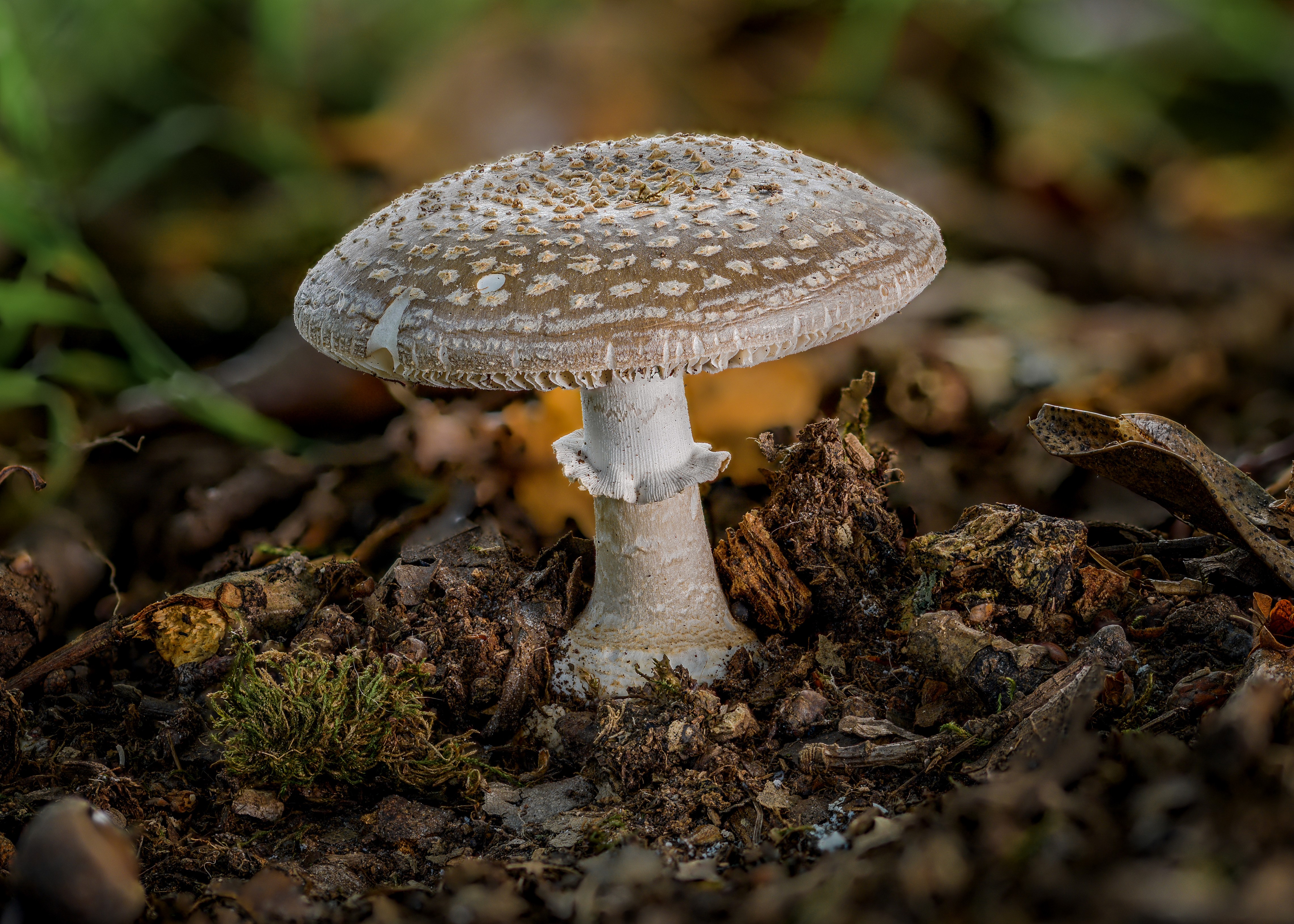 Amanita Mushroom in Forest Floor HD Wallpaper