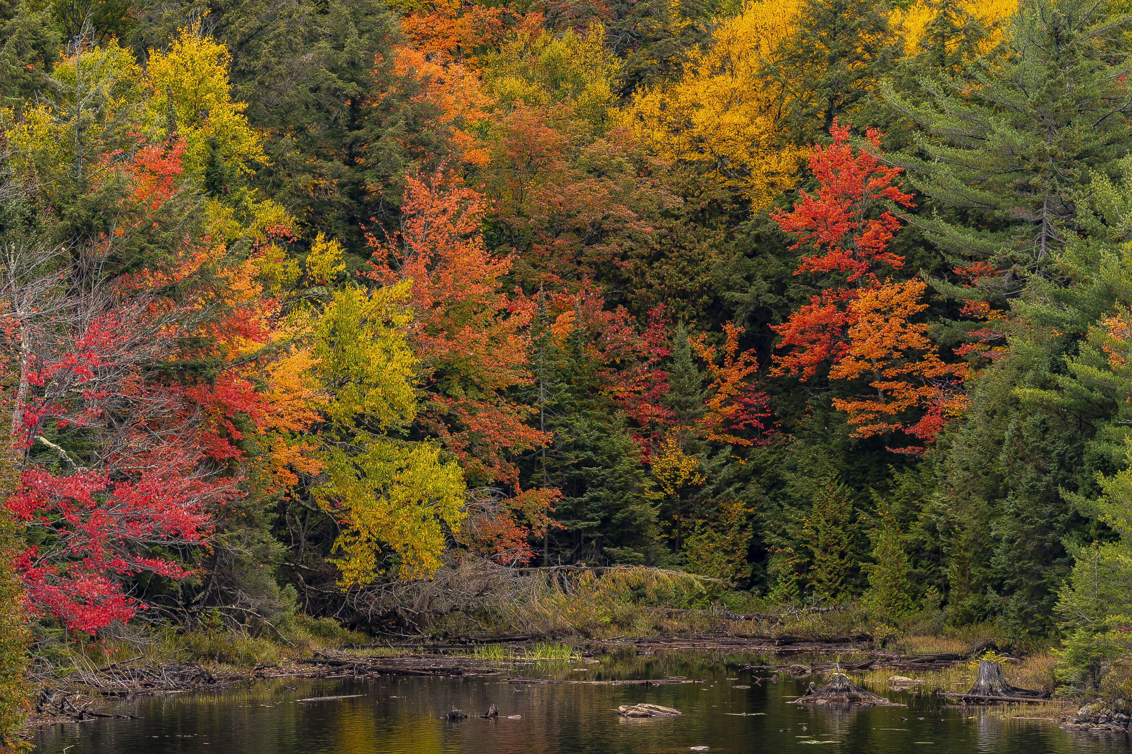 Autumn Pond and Trees in Algonquin Park Ontario Canada HD Wallpaper