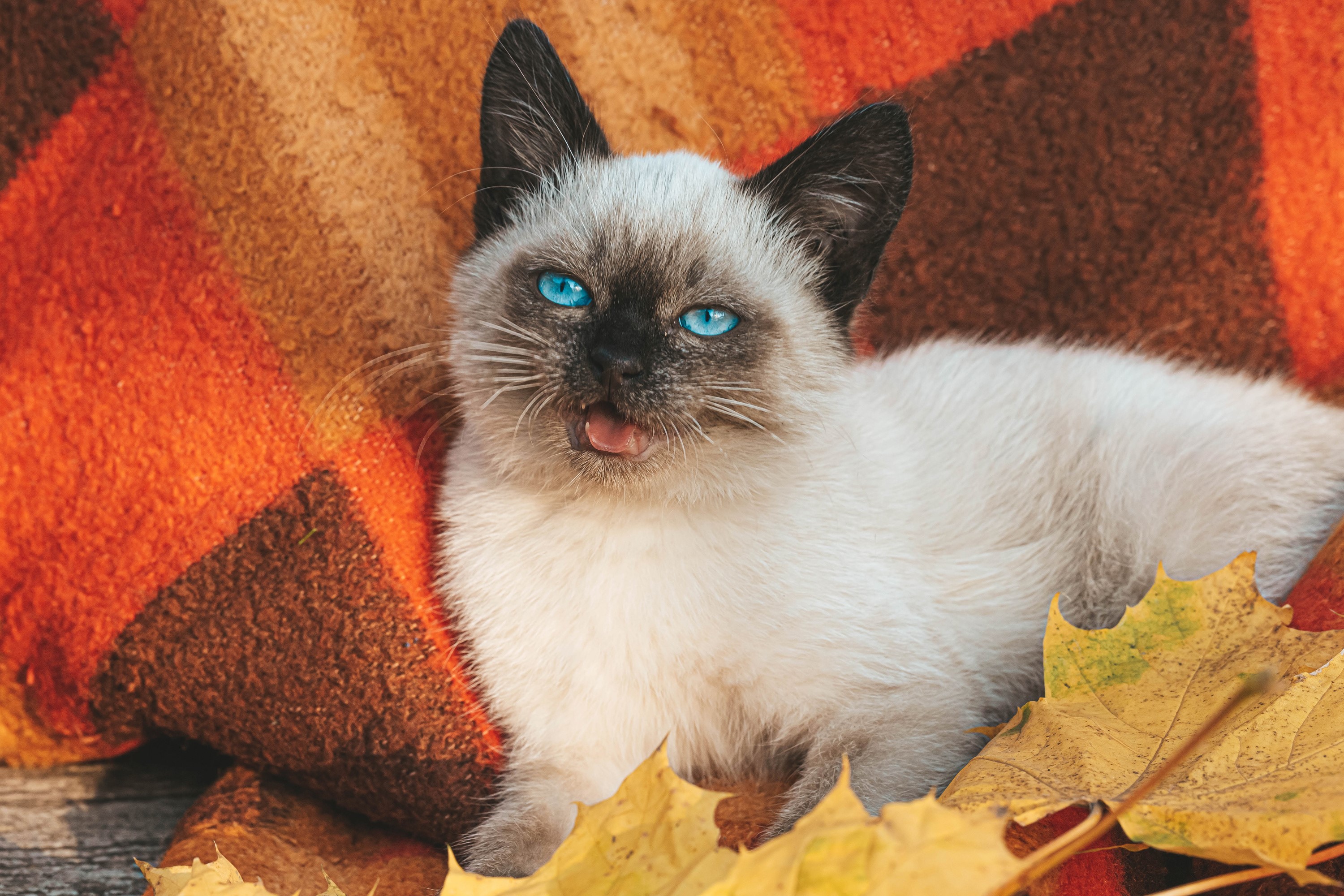 Siamese kitten with blue eyes on a blanket HD Wallpaper