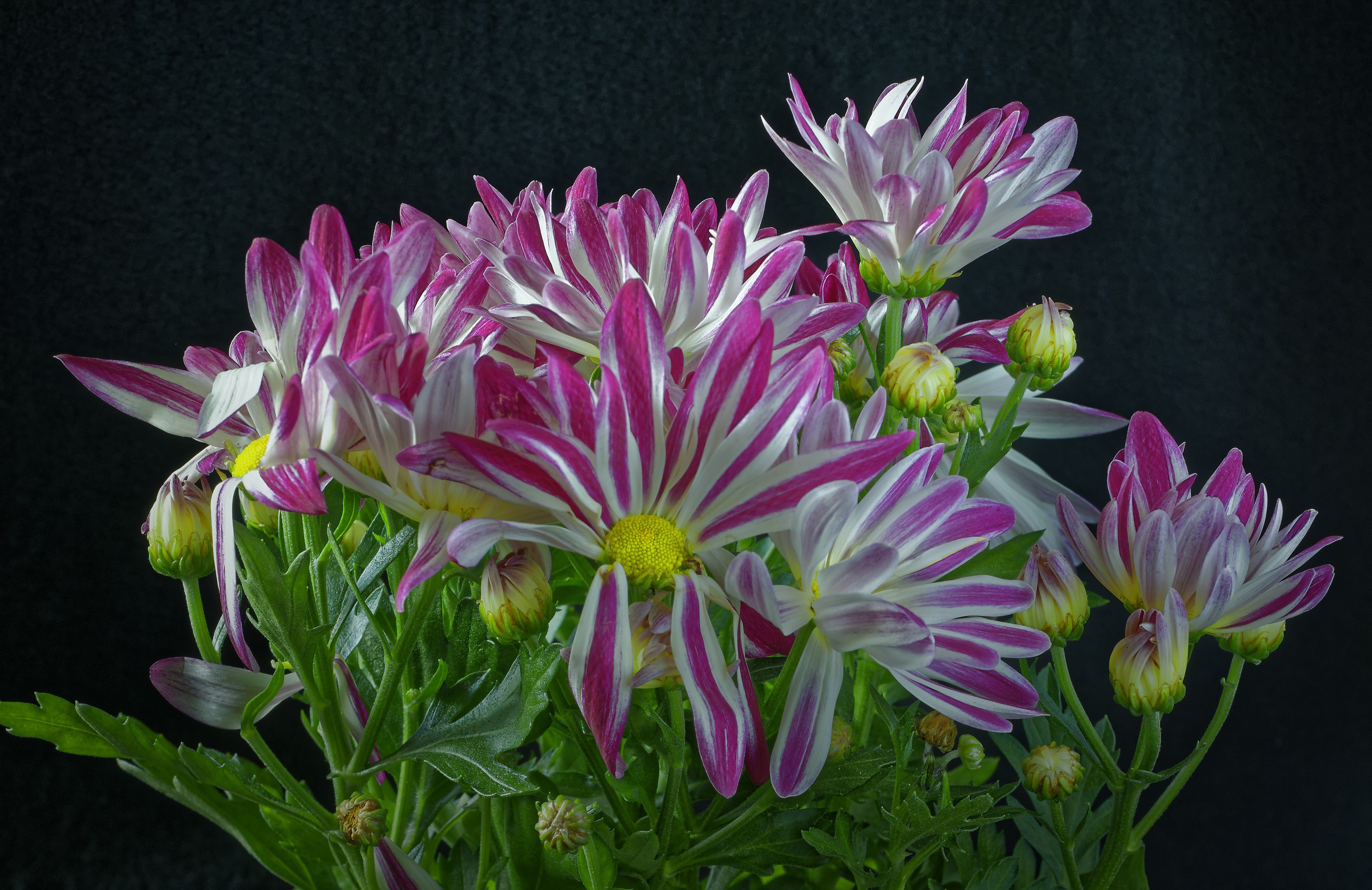 Chrysanthemums with pink and white petals on a black background HD Wallpaper