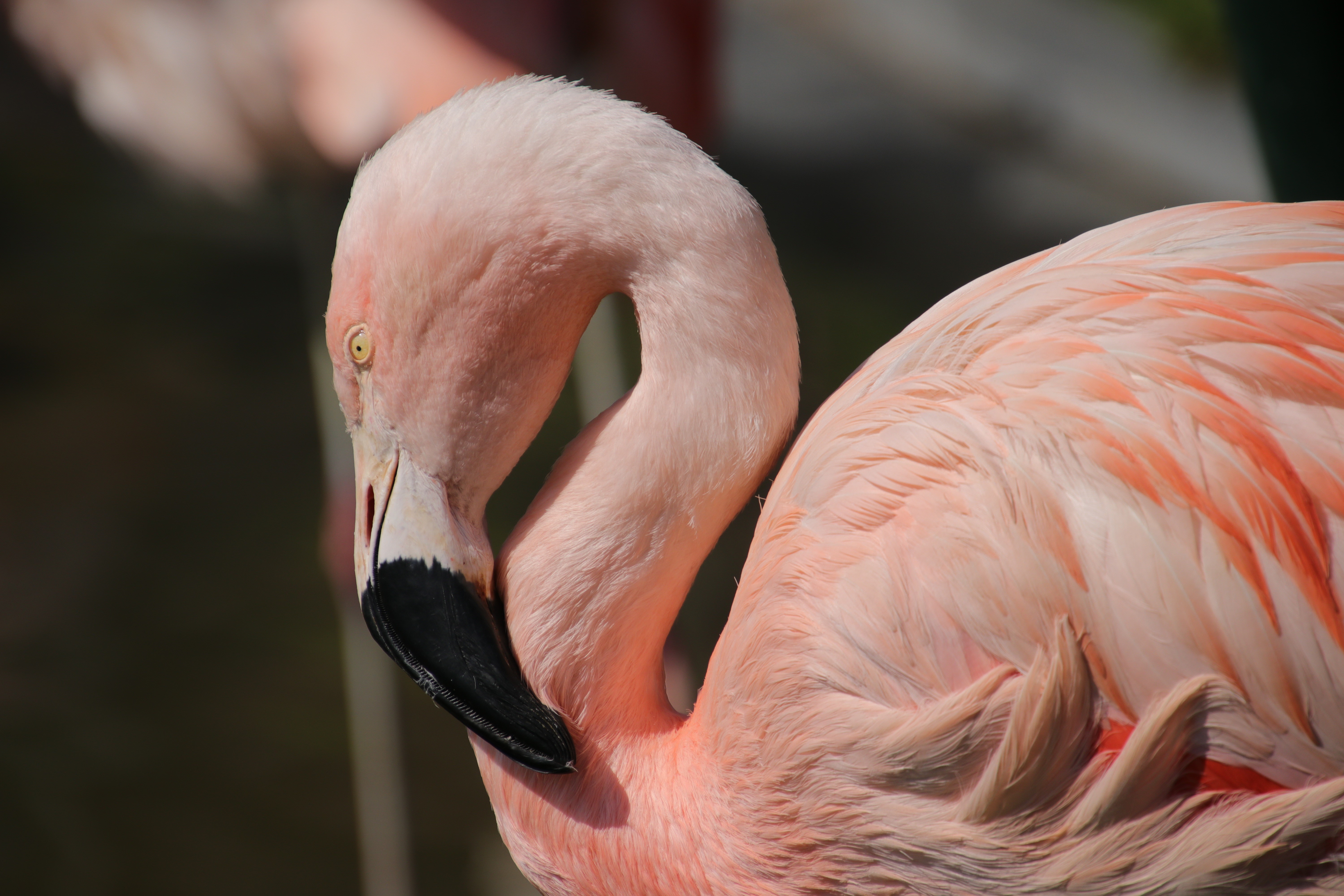 Flamingo Bird Close-up HD Wallpaper