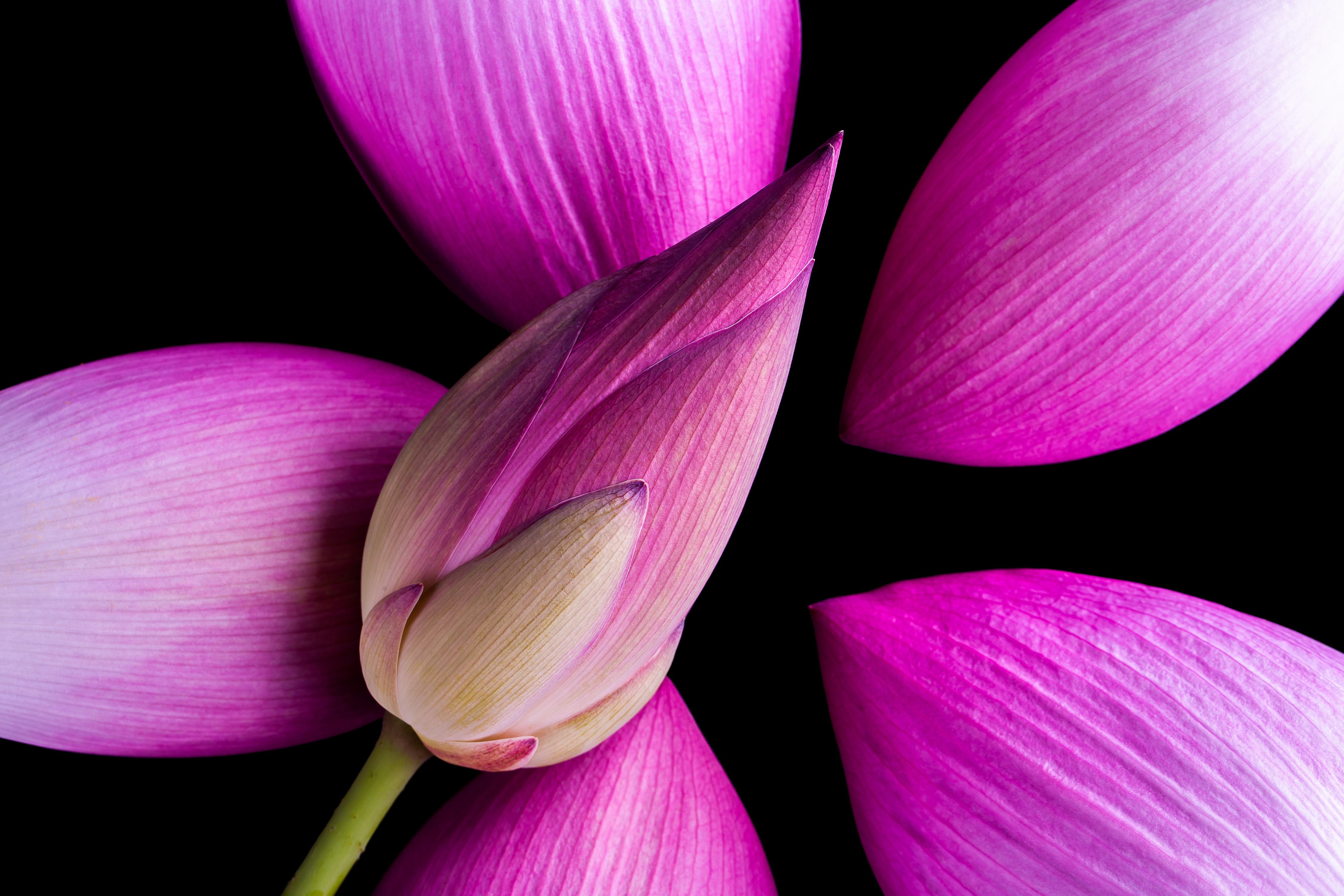 4K Closeup of a Pink Lotus Flower Bud and Petals HD Wallpaper