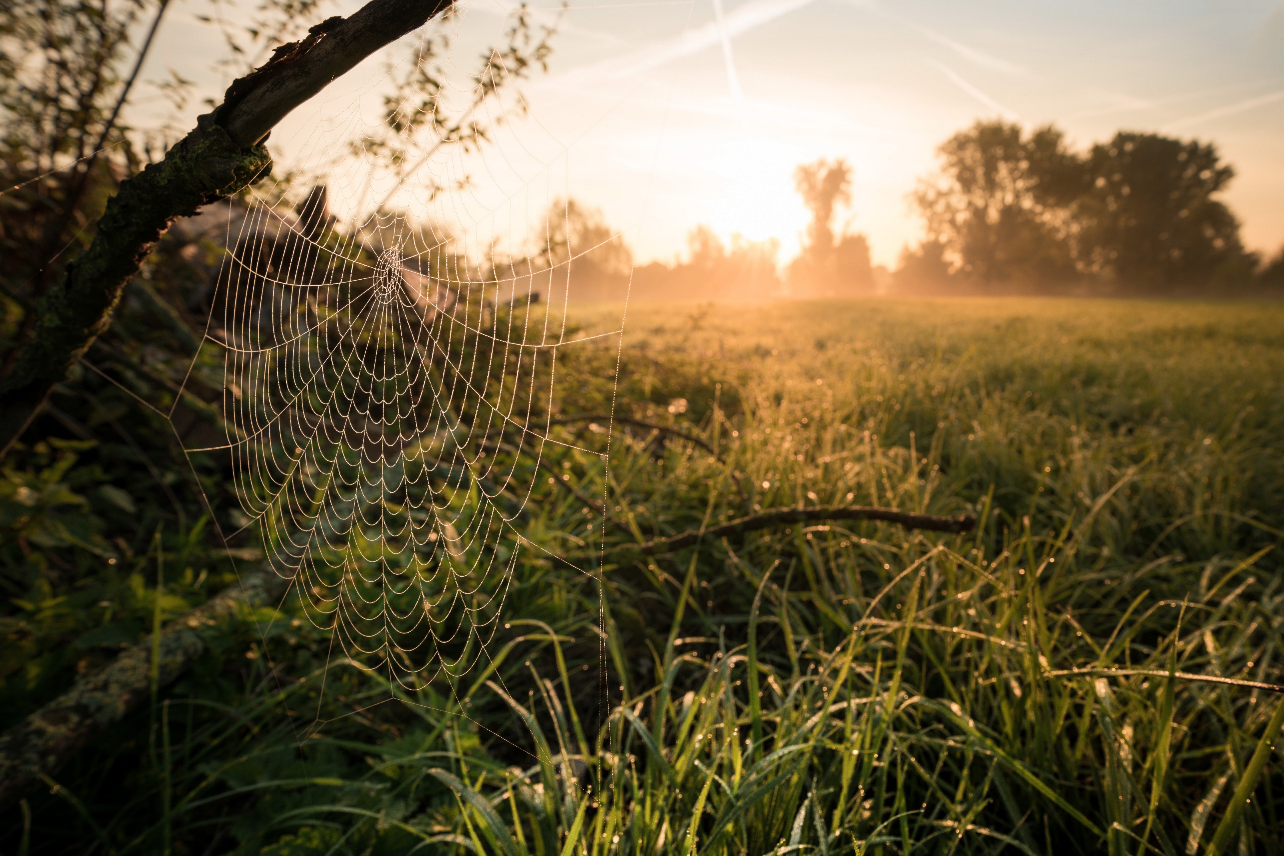 Spider web in morning grass with sunrise HD Wallpaper