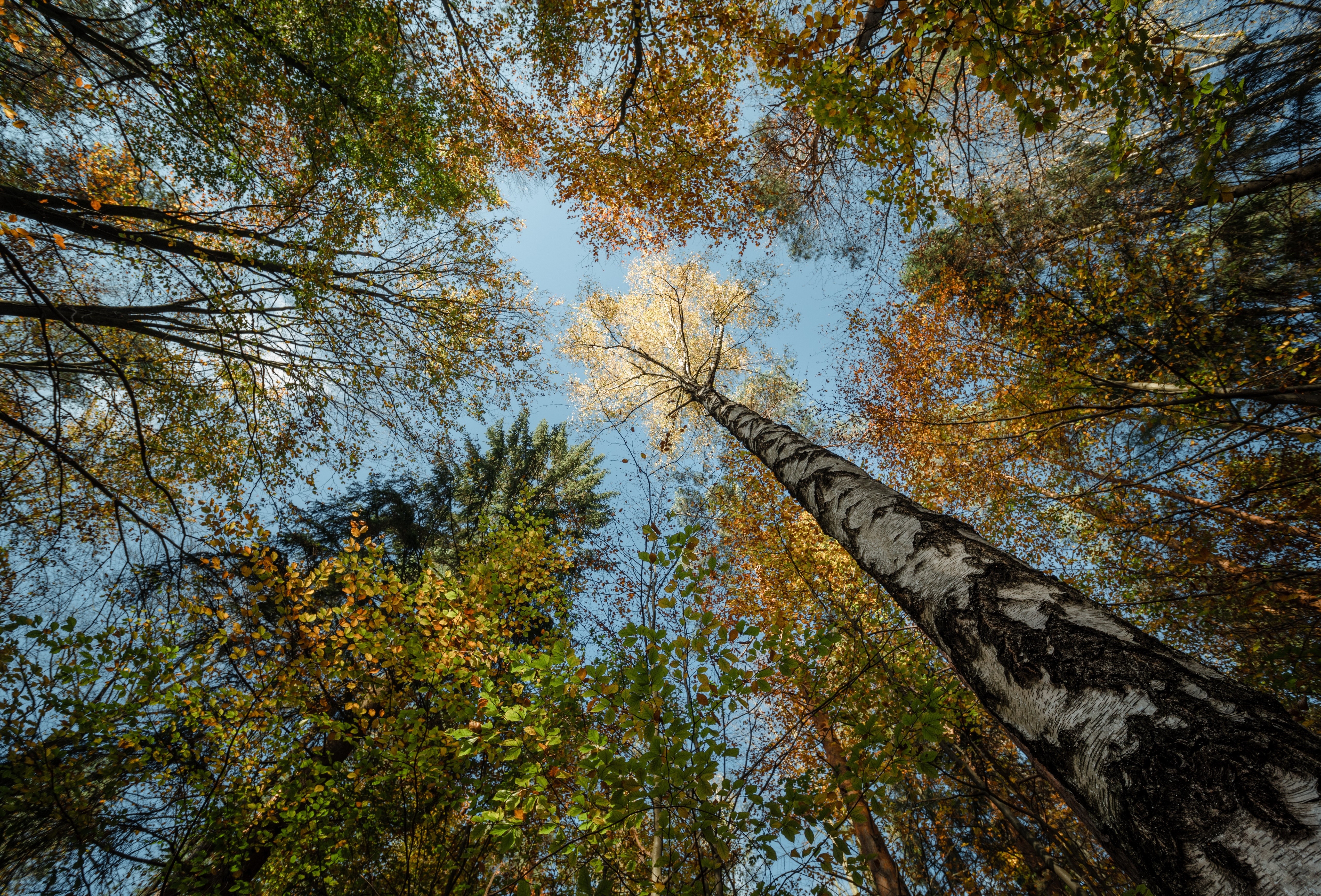 Forest canopy in autumn with birch tree trunk HD Wallpaper