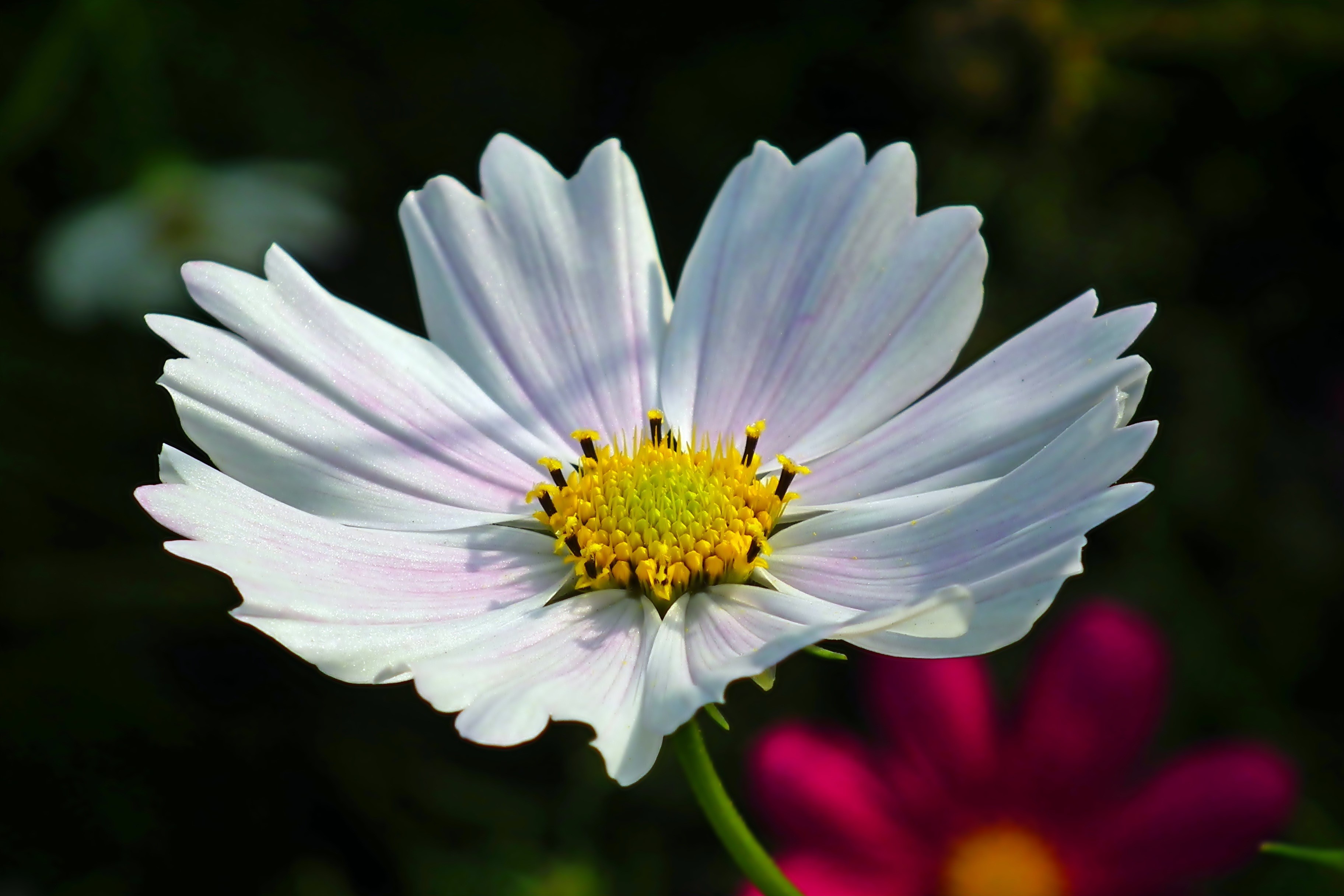 White Cosmos flower with yellow center and bokeh background HD Wallpaper