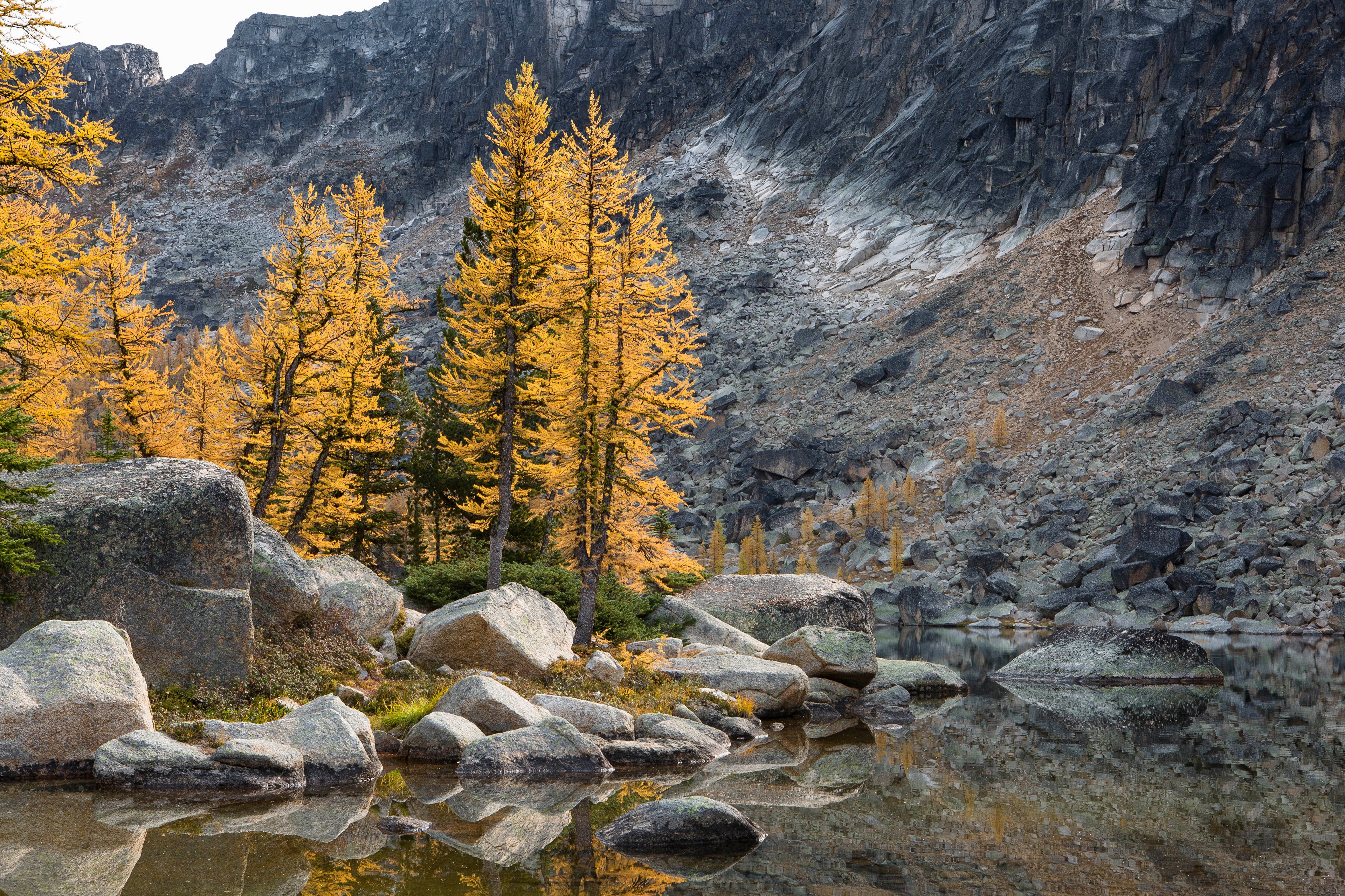 Autumn Larches by Rocky Lake in Canada HD Wallpaper