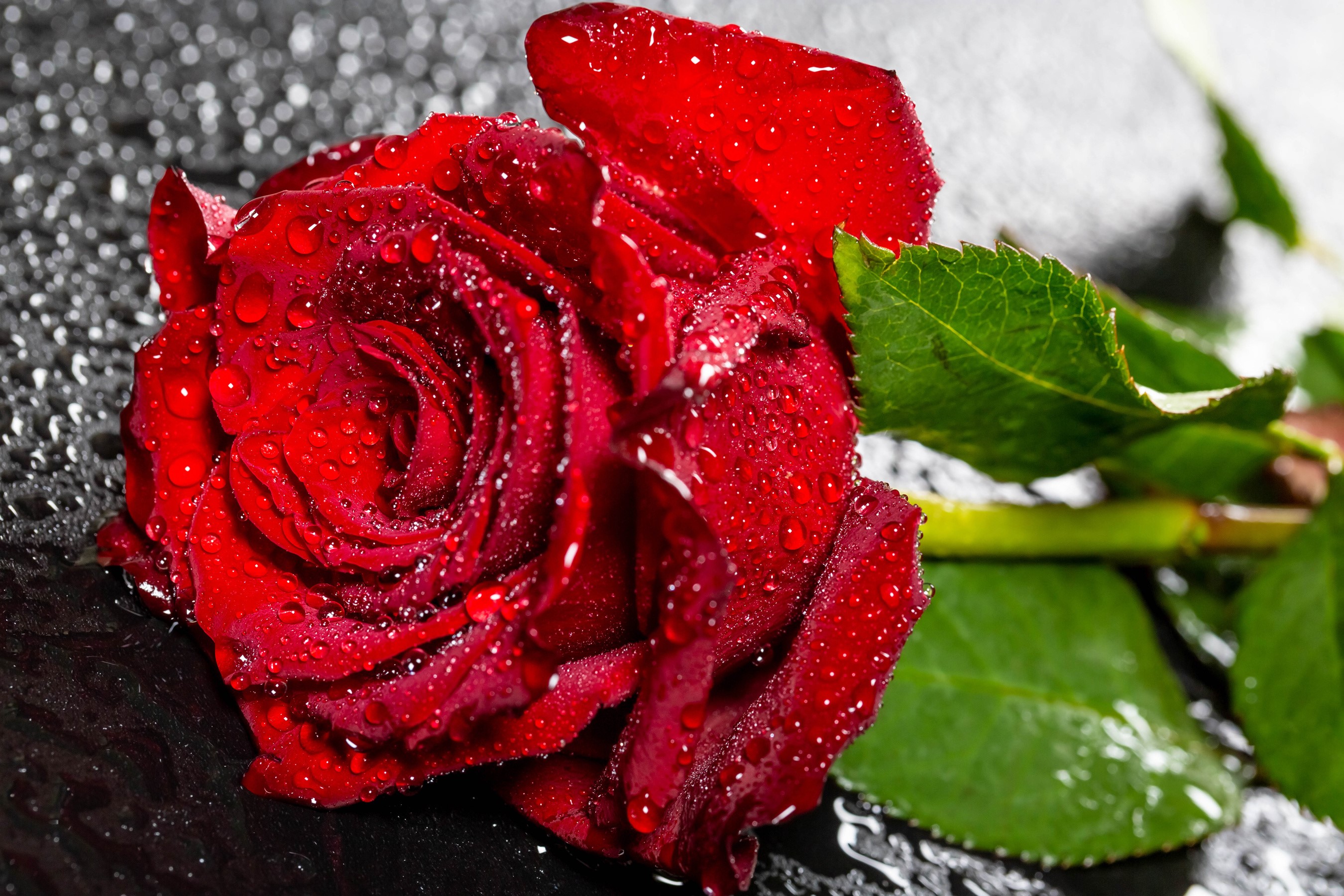 Red rose with water drops on black surface HD Wallpaper