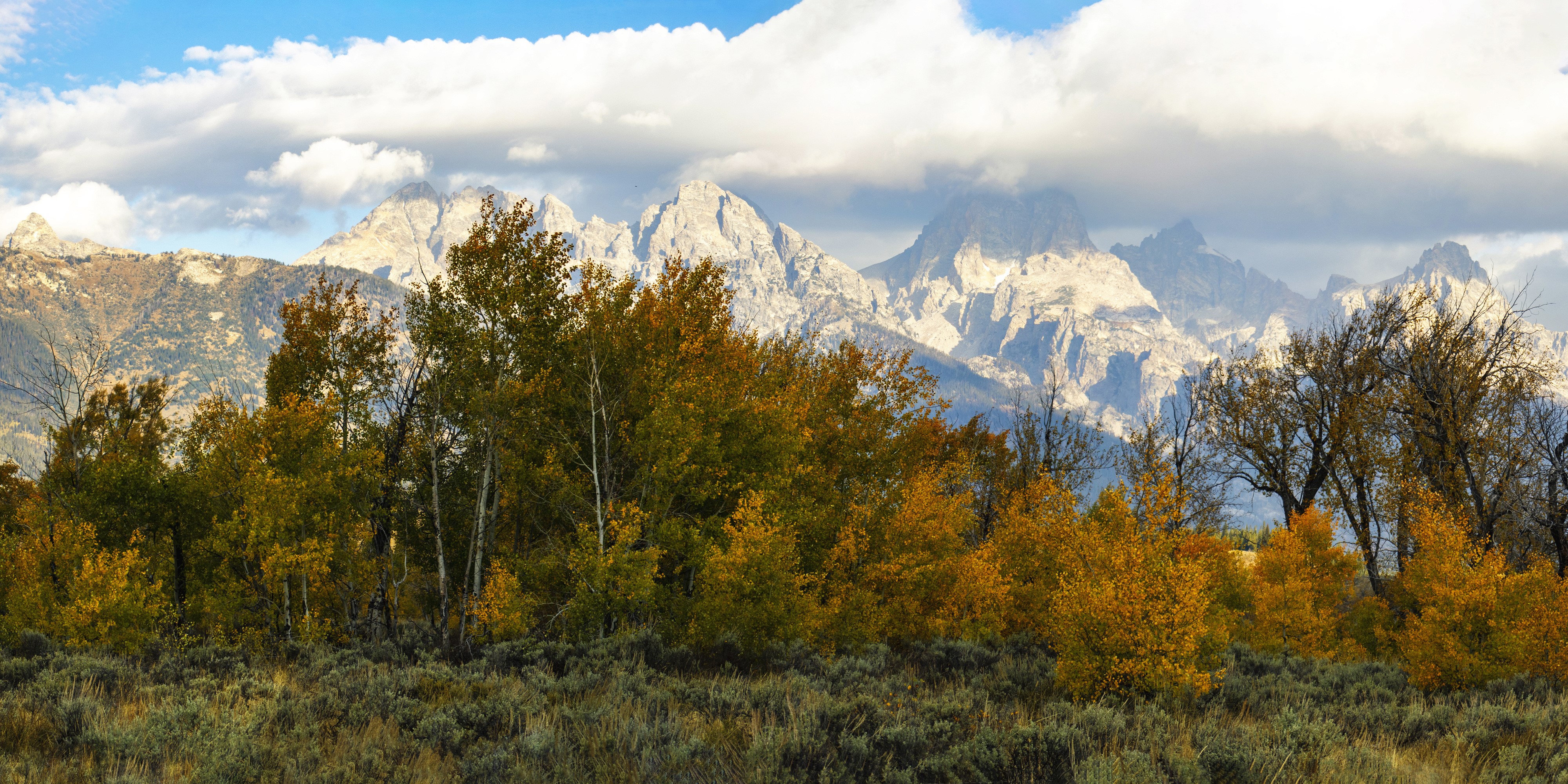 Autumn Trees in Grand Teton National Park, USA HD Wallpaper