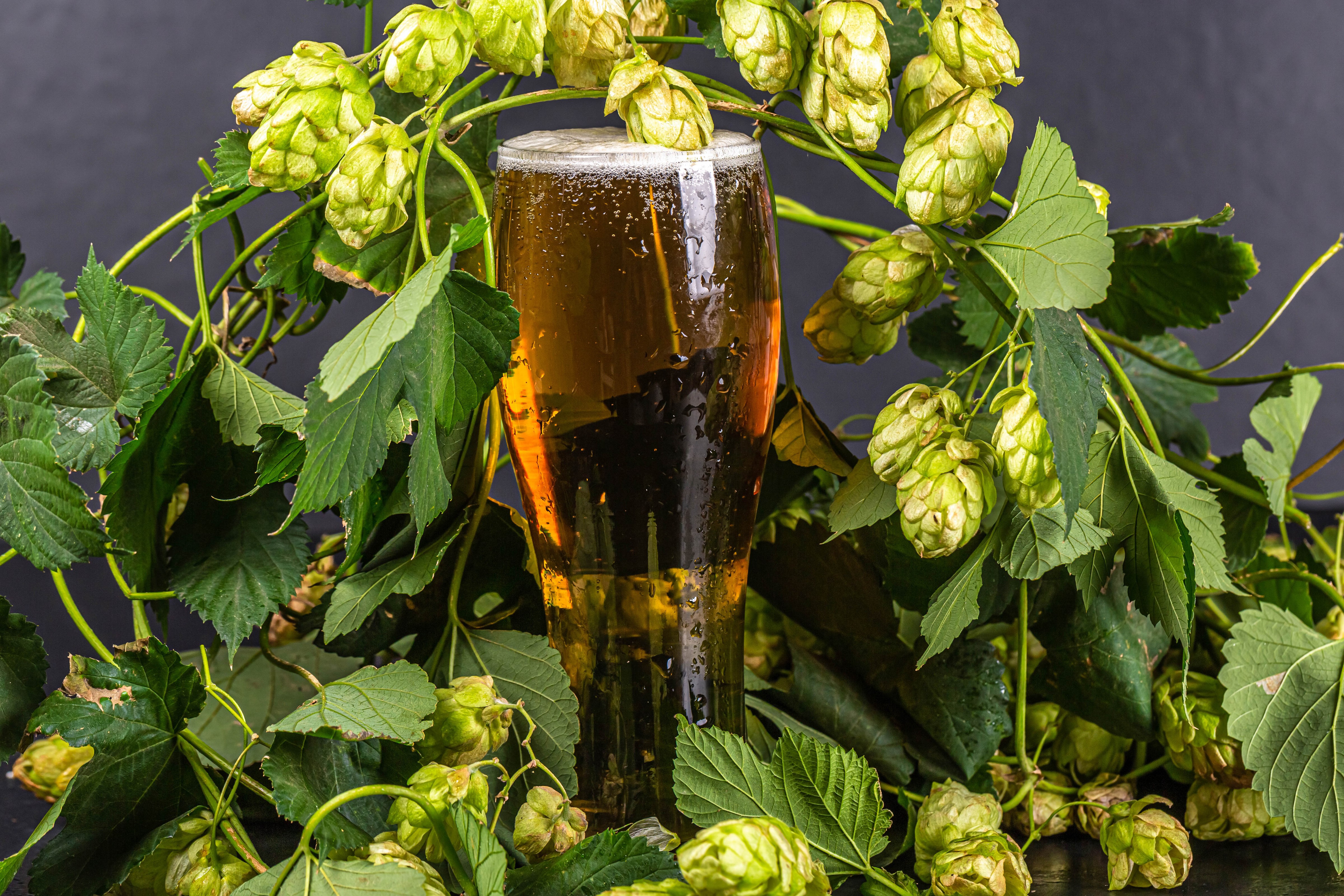 Beer in a highball glass surrounded by hops HD Wallpaper