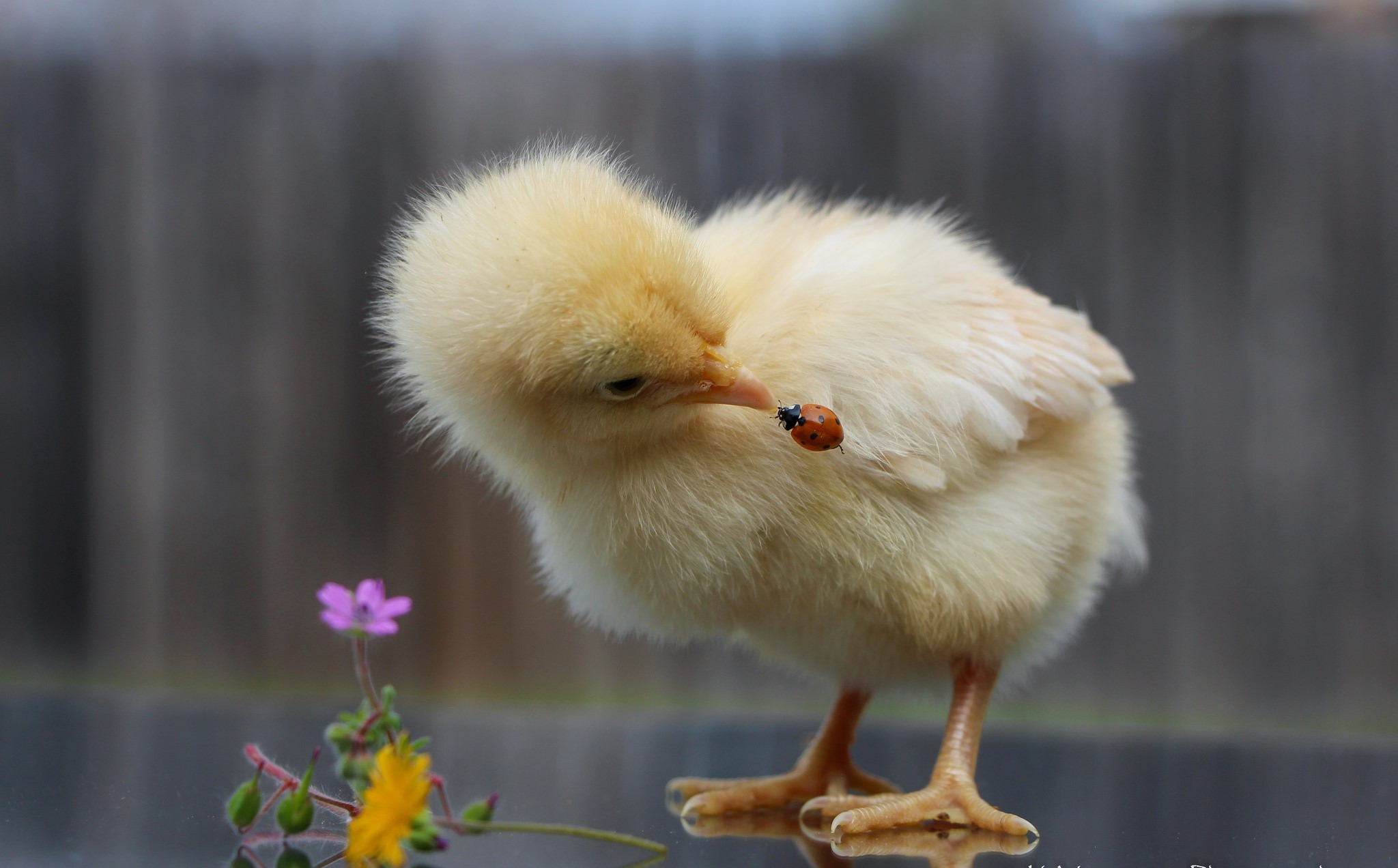 A chick inspects a ladybug near flowers HD Wallpaper