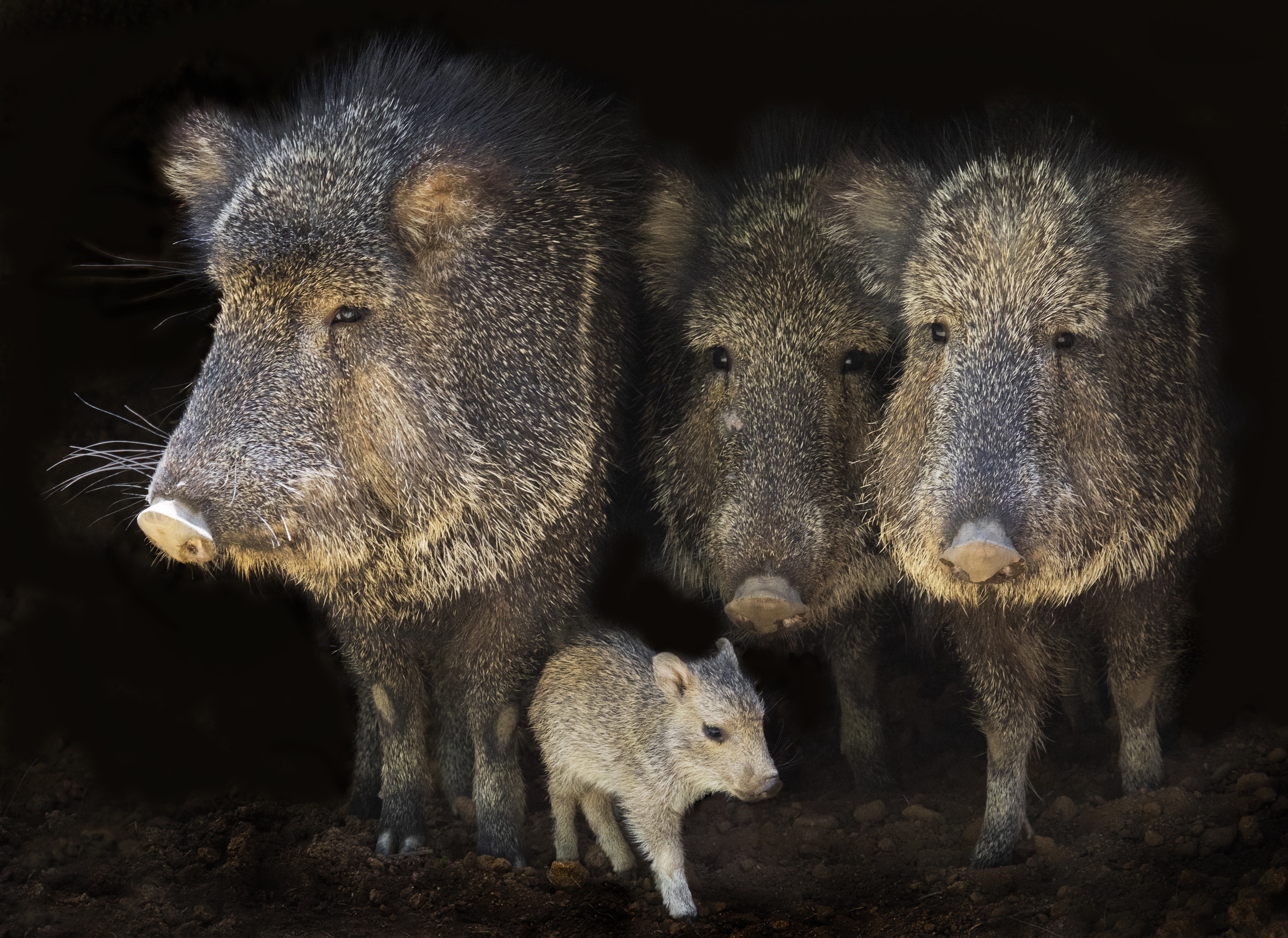 Four Javelinas and a Baby in Dark HD Wallpaper