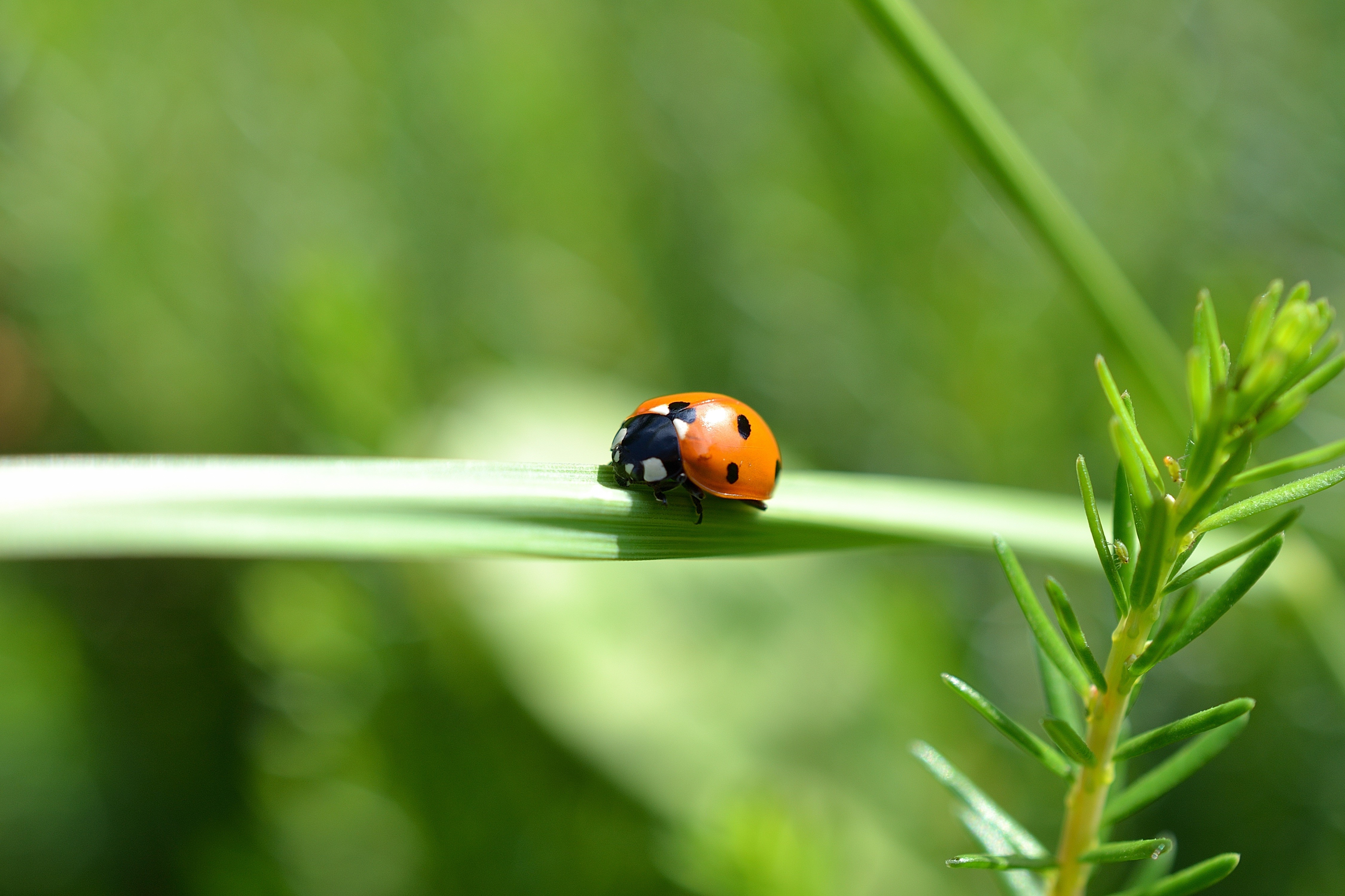 Ladybug on a blade of grass with bokeh background HD Wallpaper