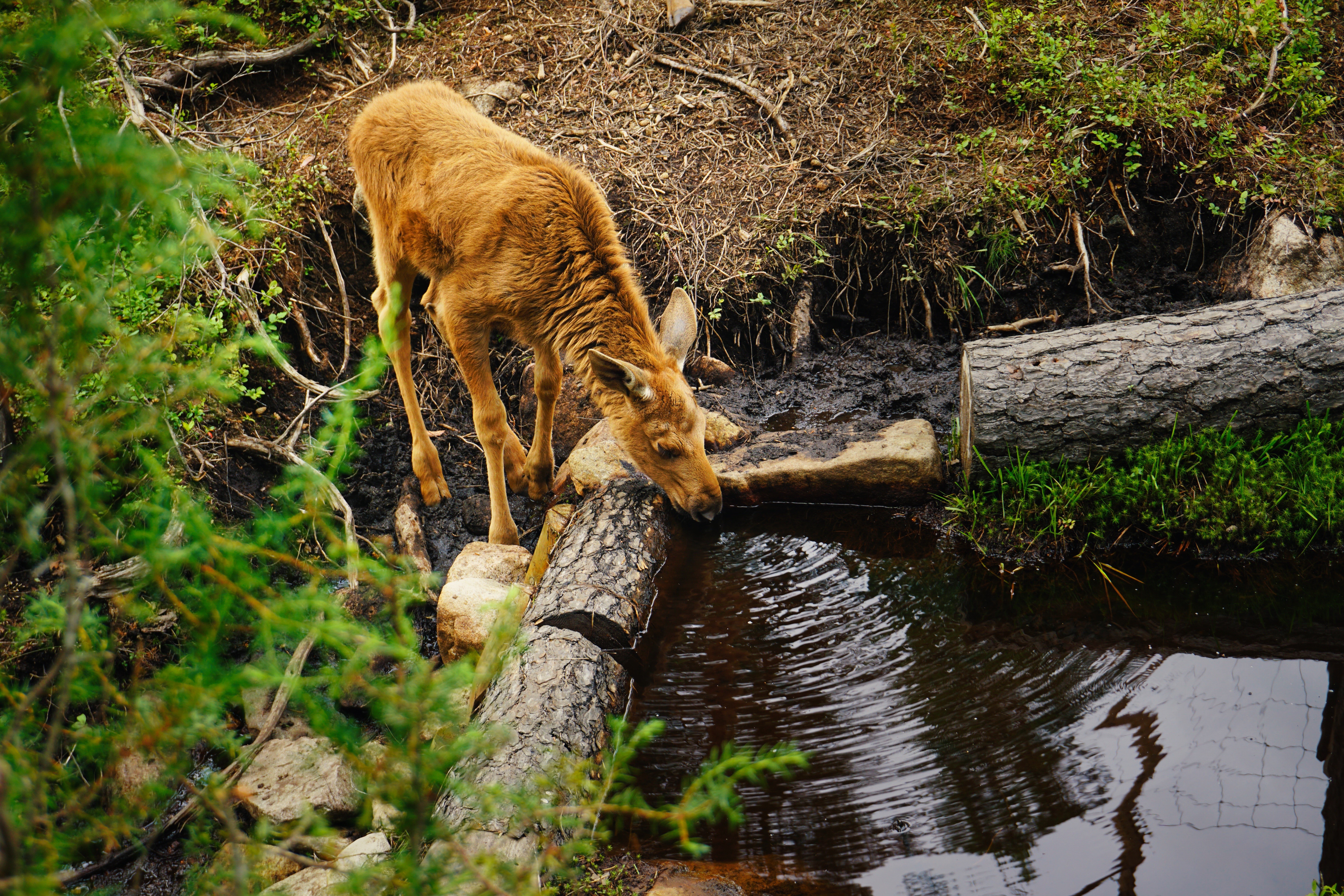 Young moose drinking water from a stream HD Wallpaper