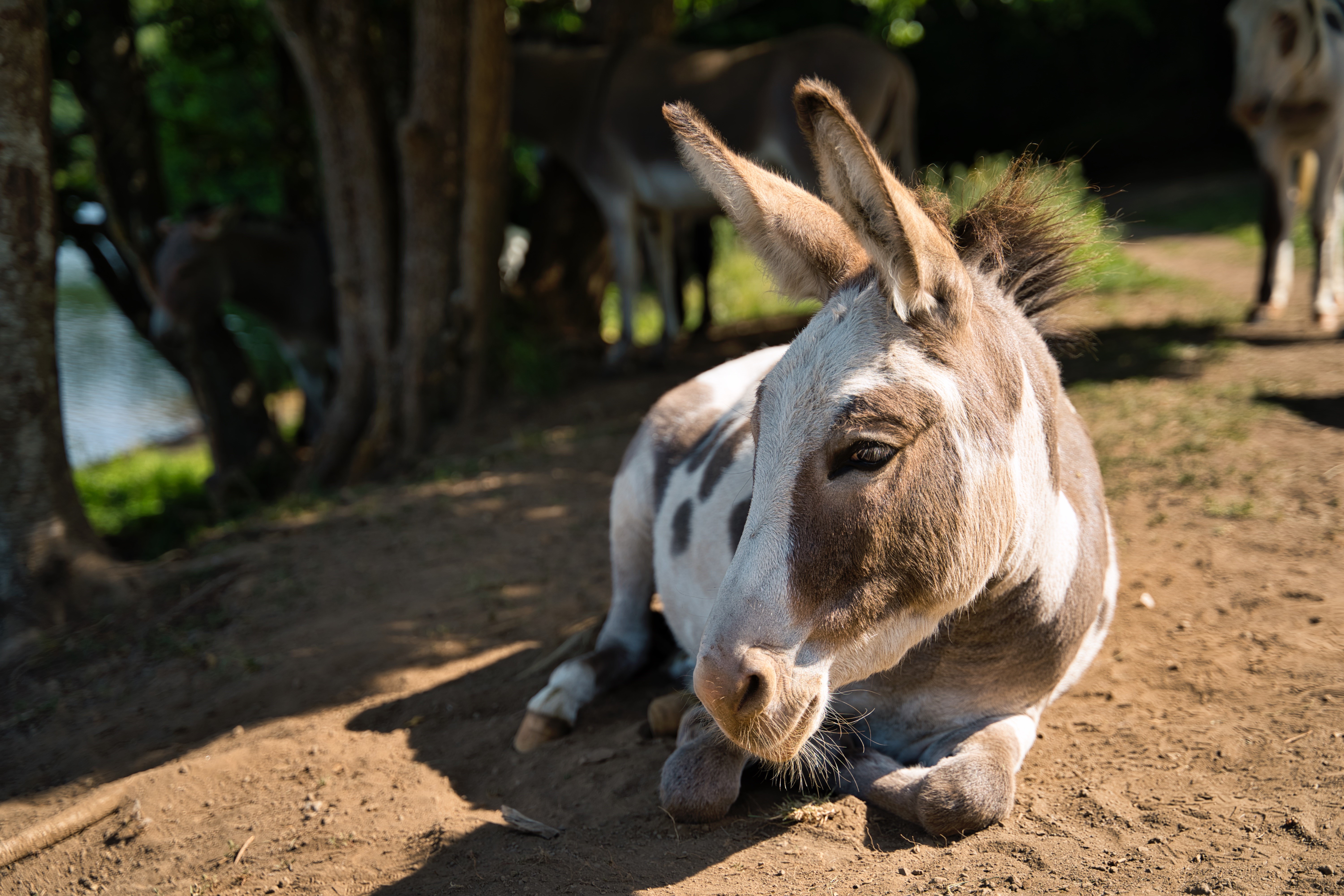 Donkey lying down in shade HD Wallpaper