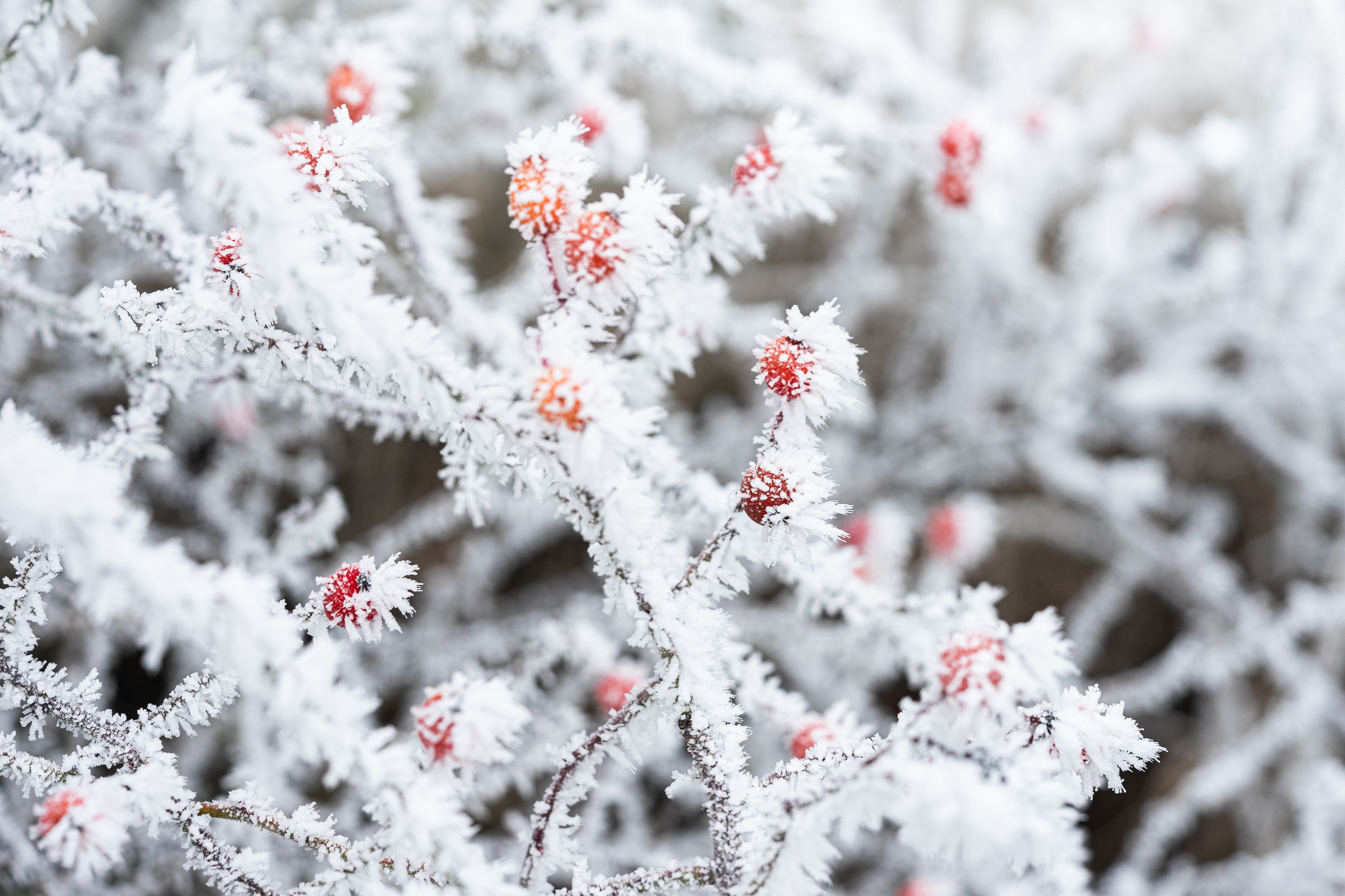 Frost covered branches with red berries HD Wallpaper