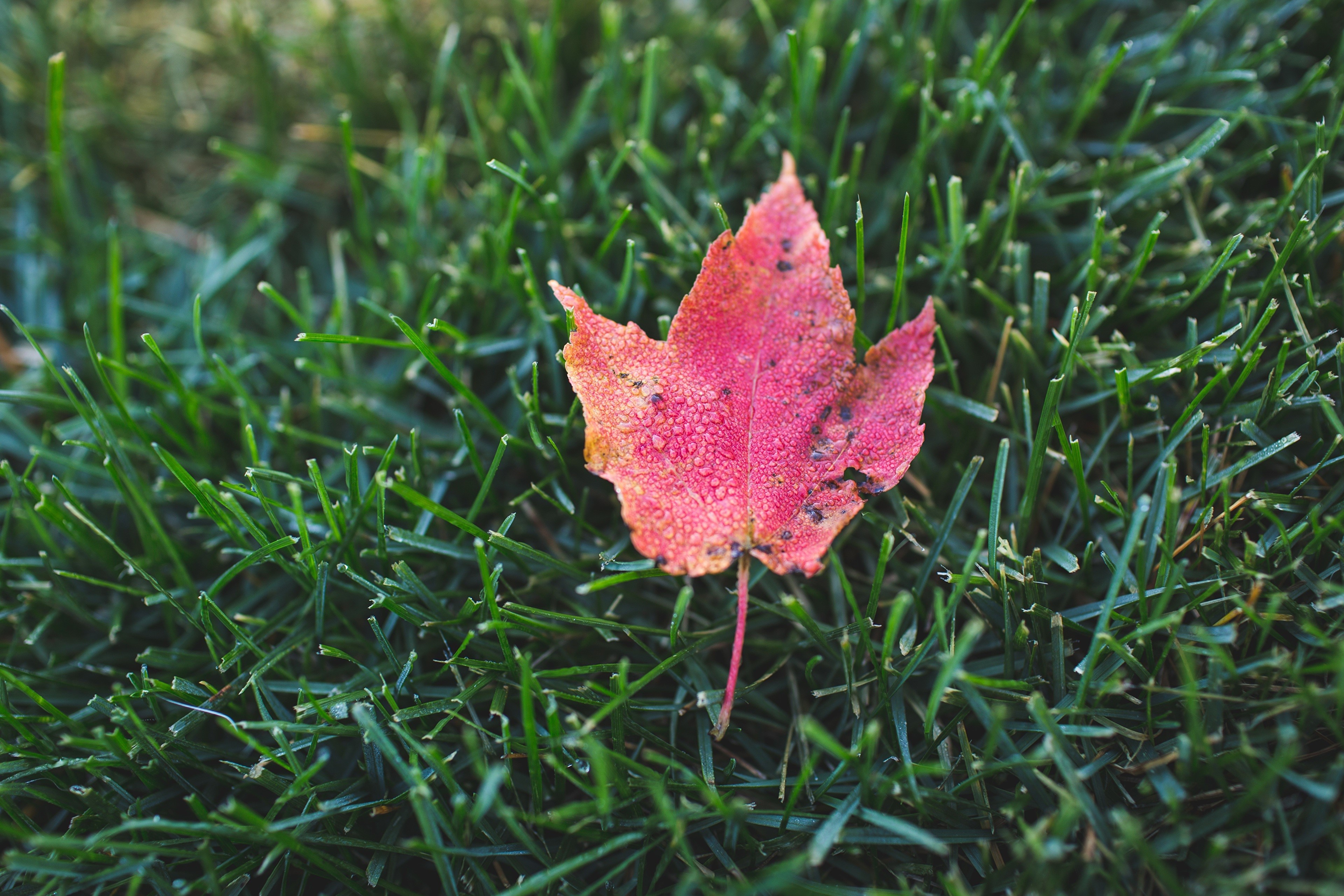 Red autumn leaf on green grass HD Wallpaper