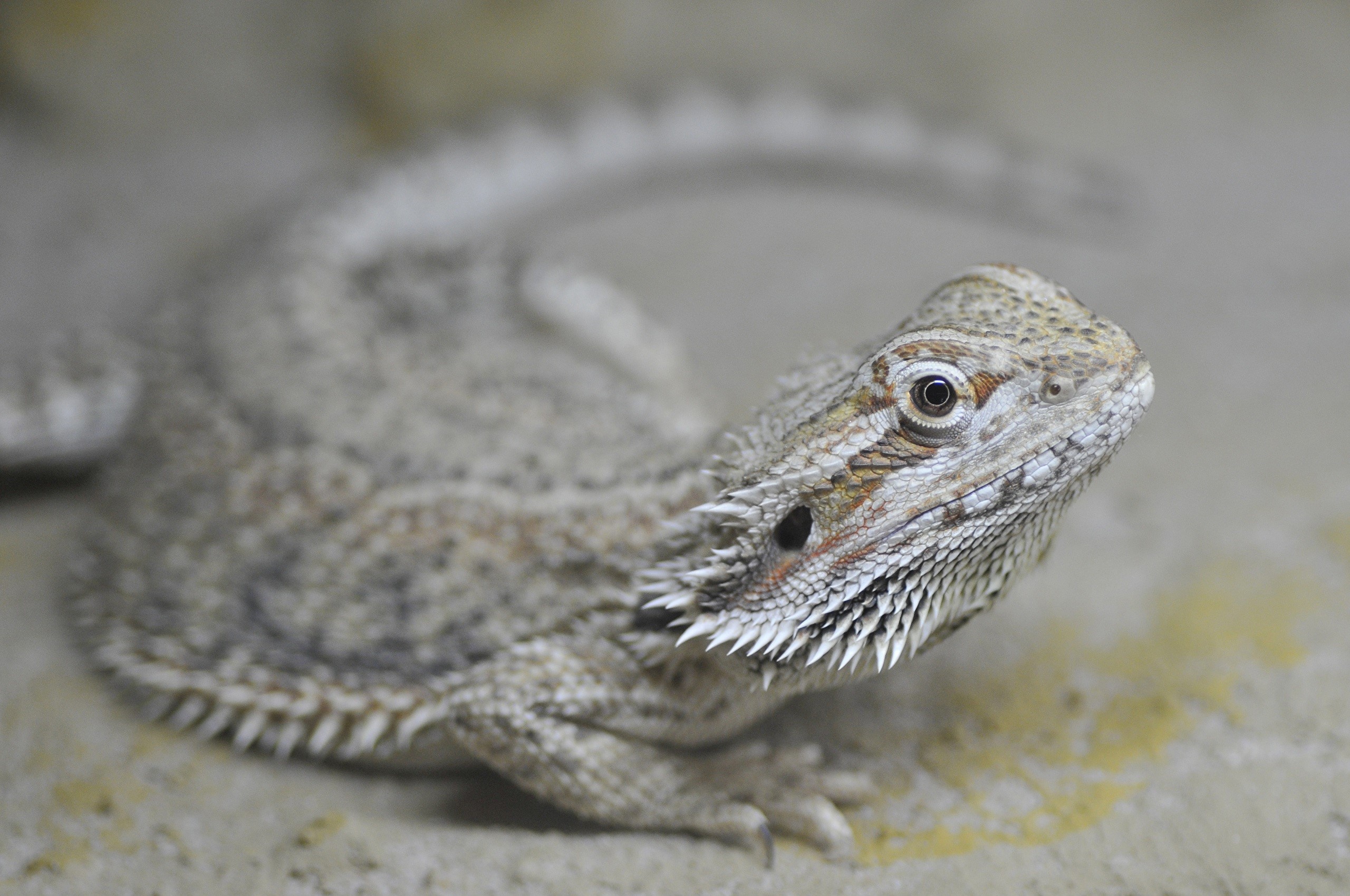 Bearded Agama lizard with bokeh background HD Wallpaper