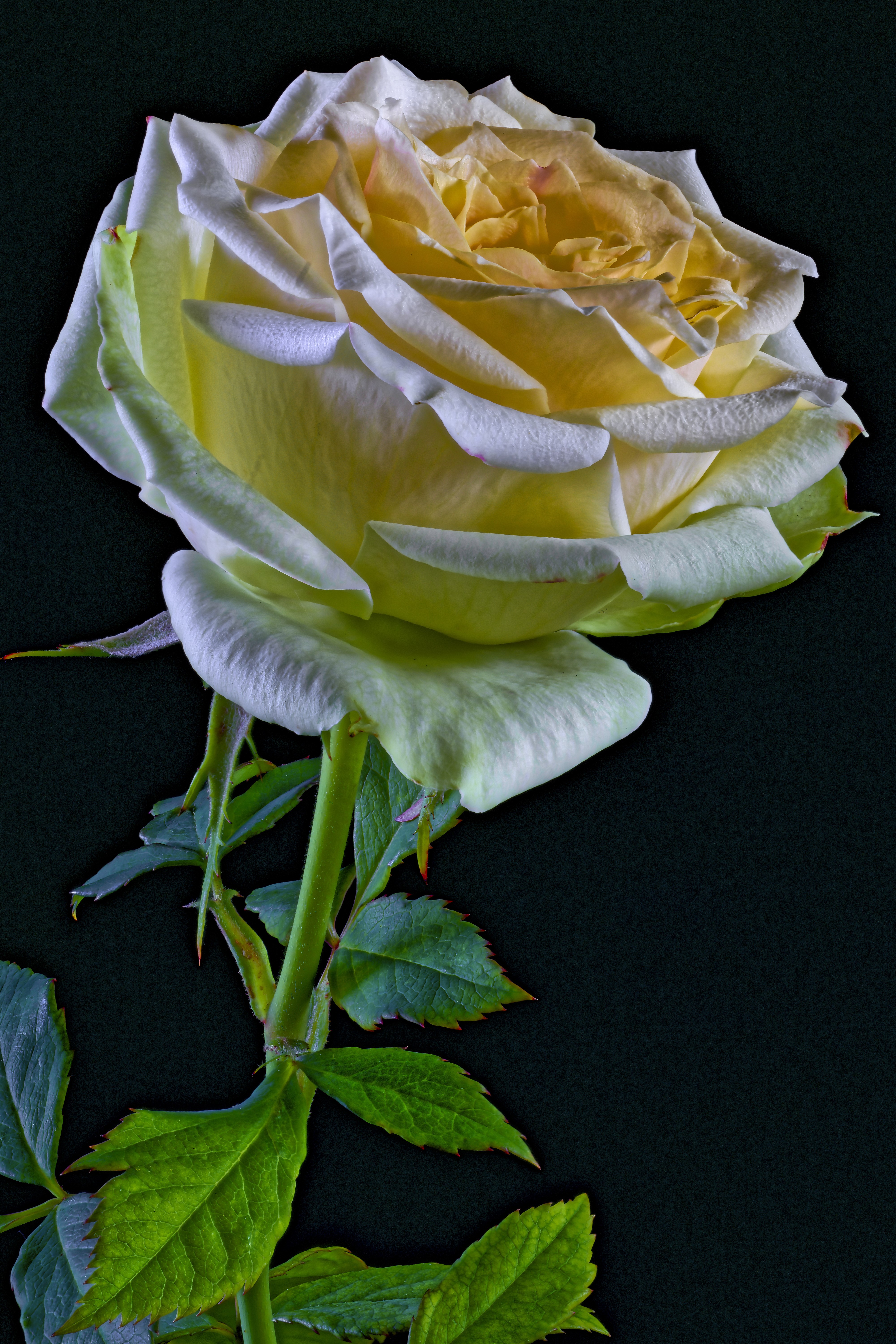 Yellow and white rose with green stem and leaves on black background HD Phone Wallpaper