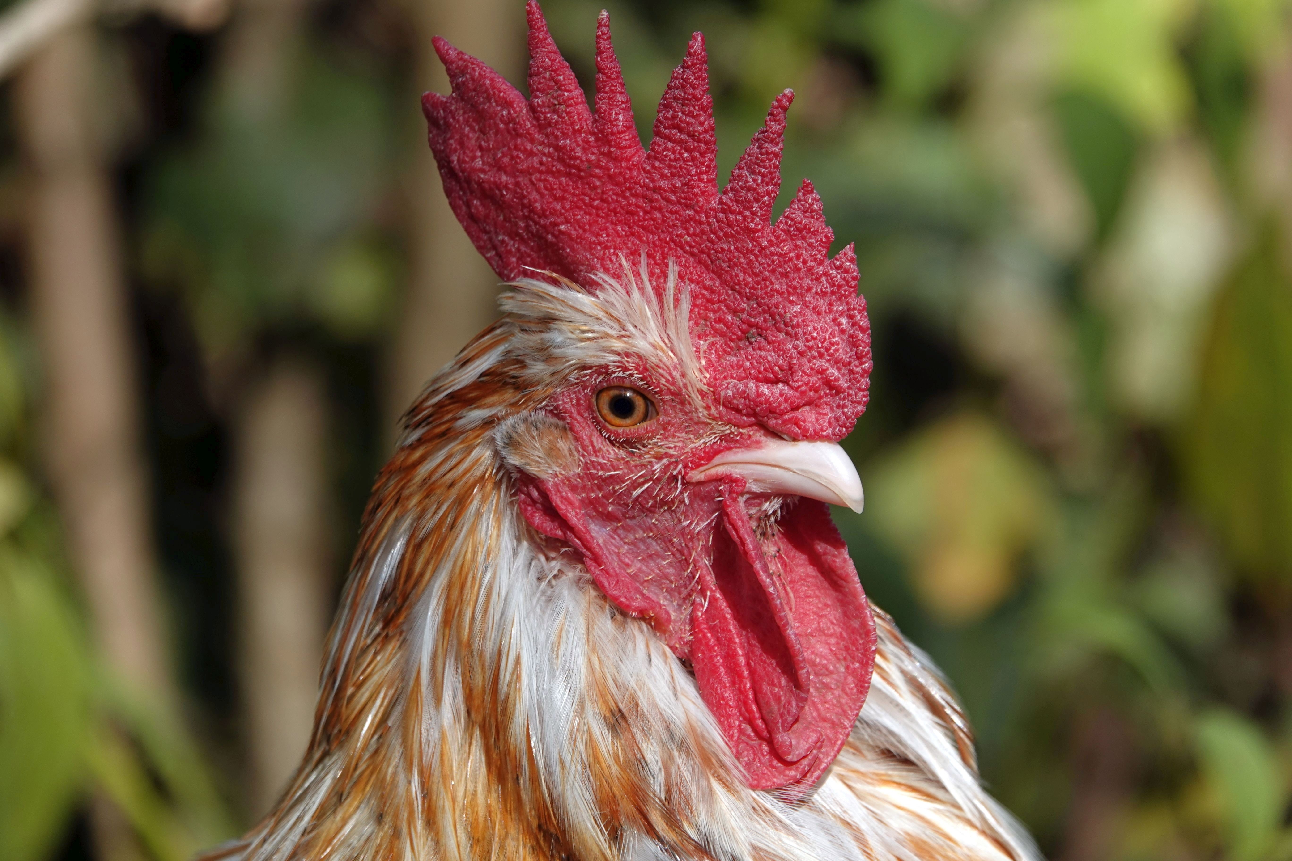Rooster closeup with red comb and bokeh background HD Wallpaper