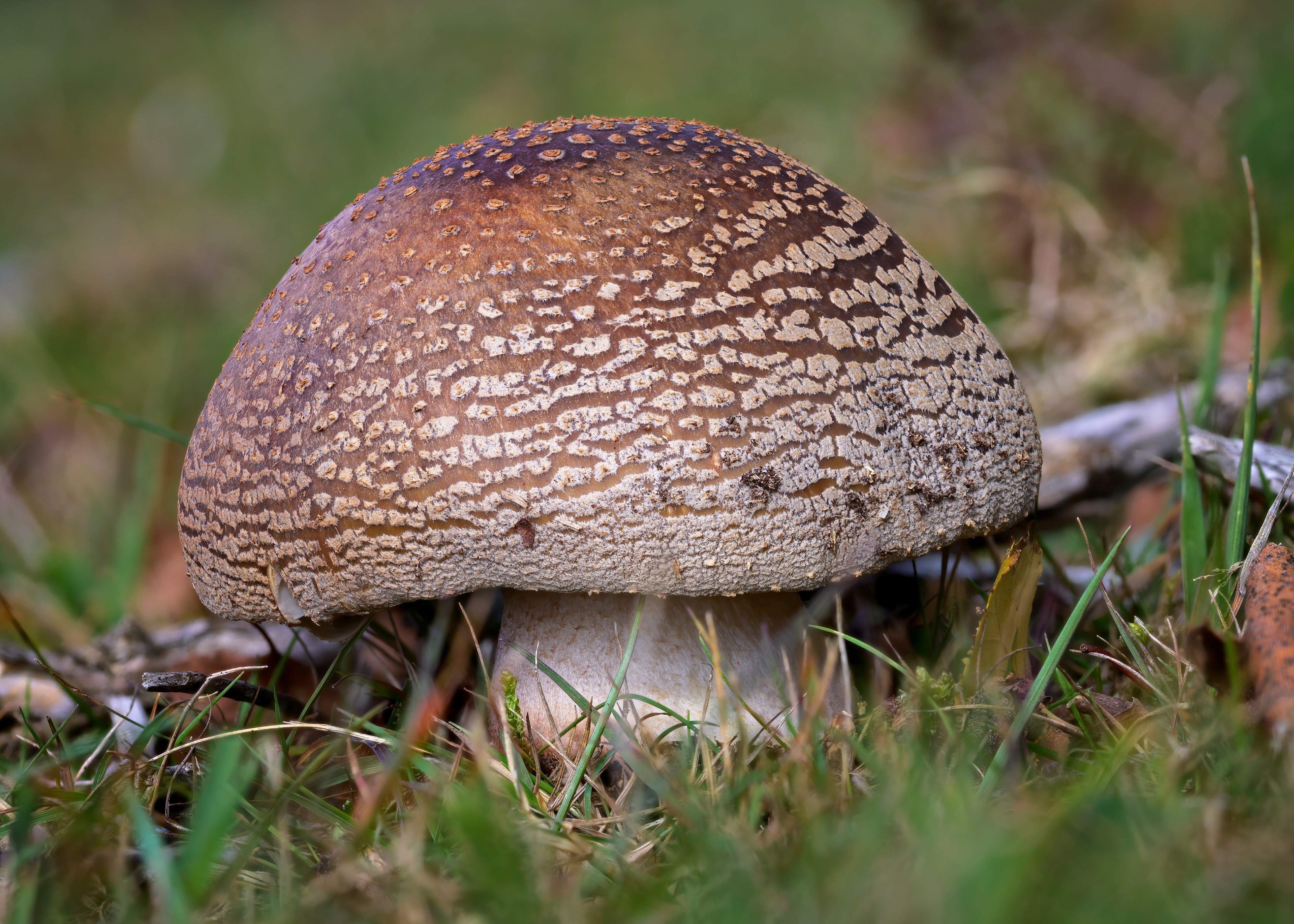 Amanita Mushroom in Grass HD Wallpaper