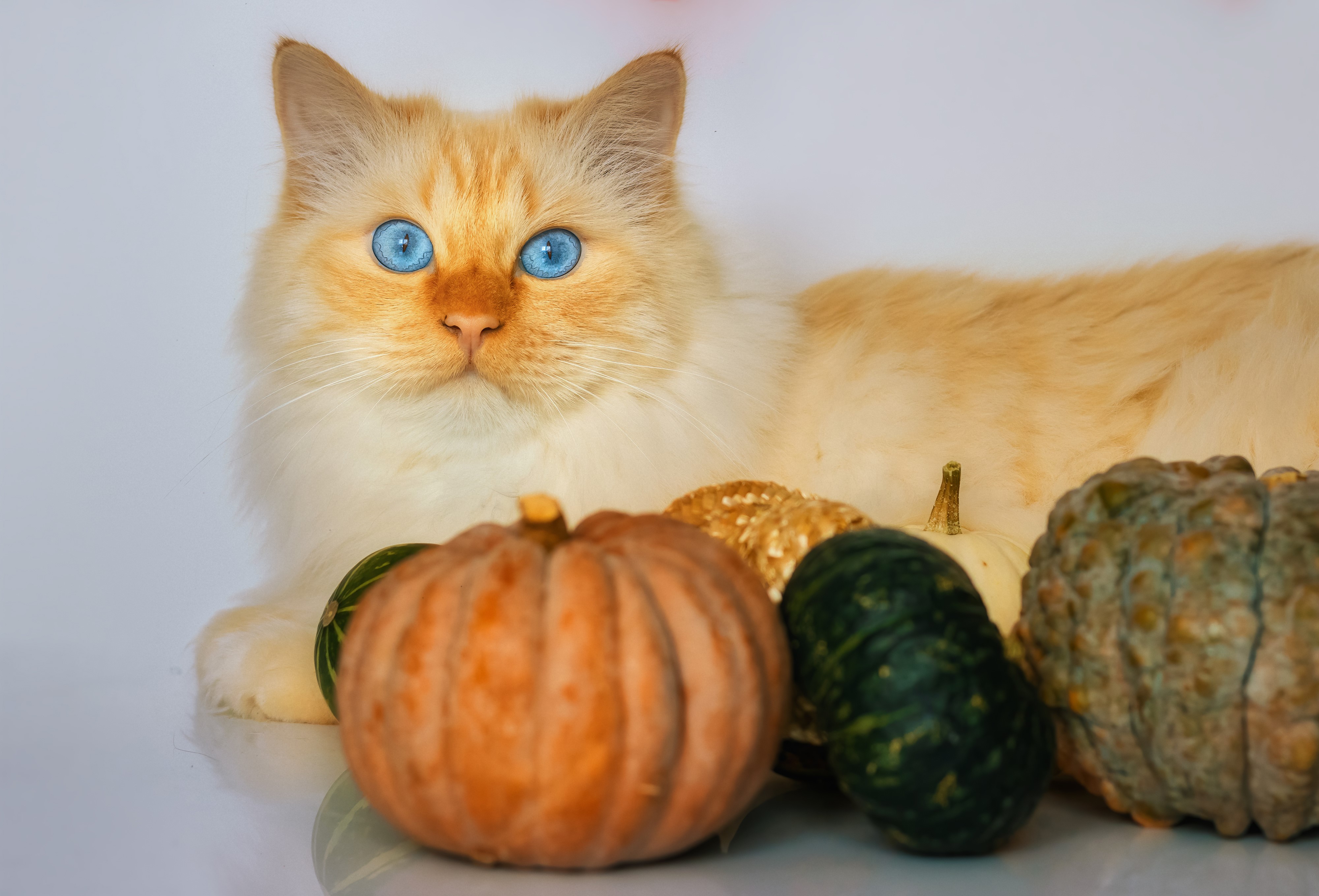 Flame Point Siamese Cat with Pumpkins HD Wallpaper